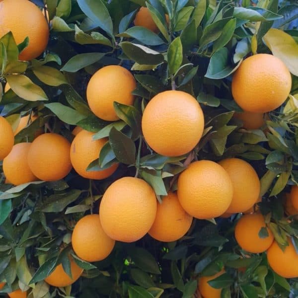 Midnight Valencia Orange Tree "Citrus Sinensis"