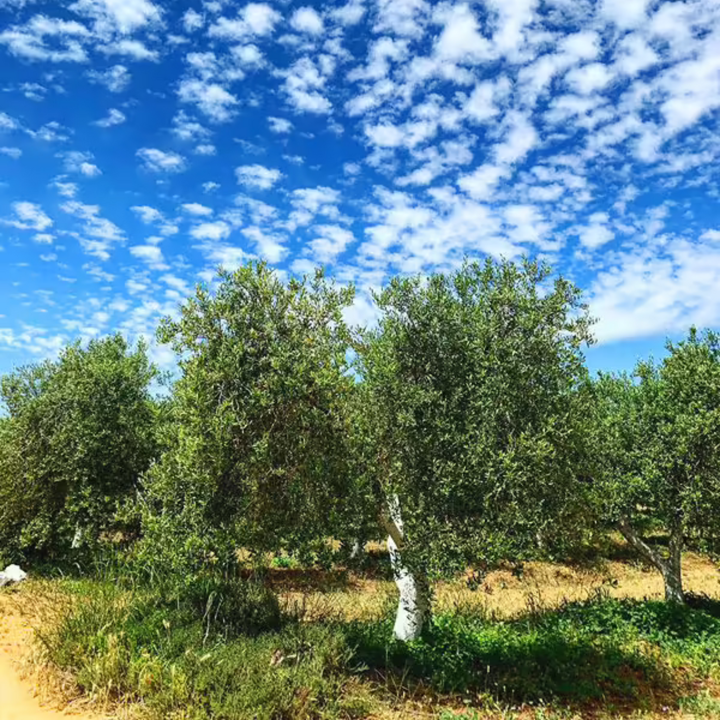 Arbequina Olive Tree Saplings - Premium Tissue Culture Plants