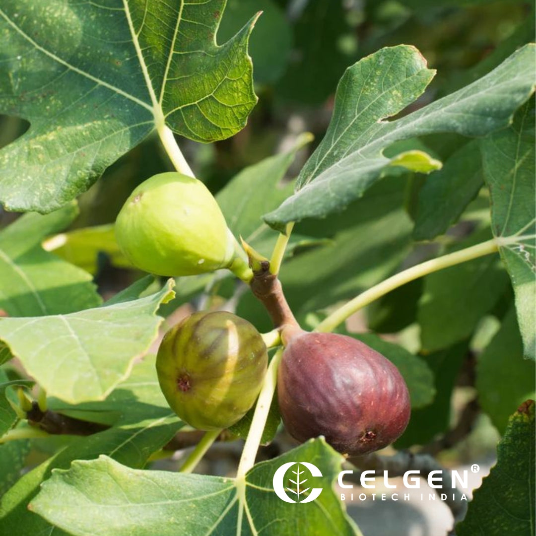 Chicago Hardy Fig Tissue Culture Plants "Ficus carica"