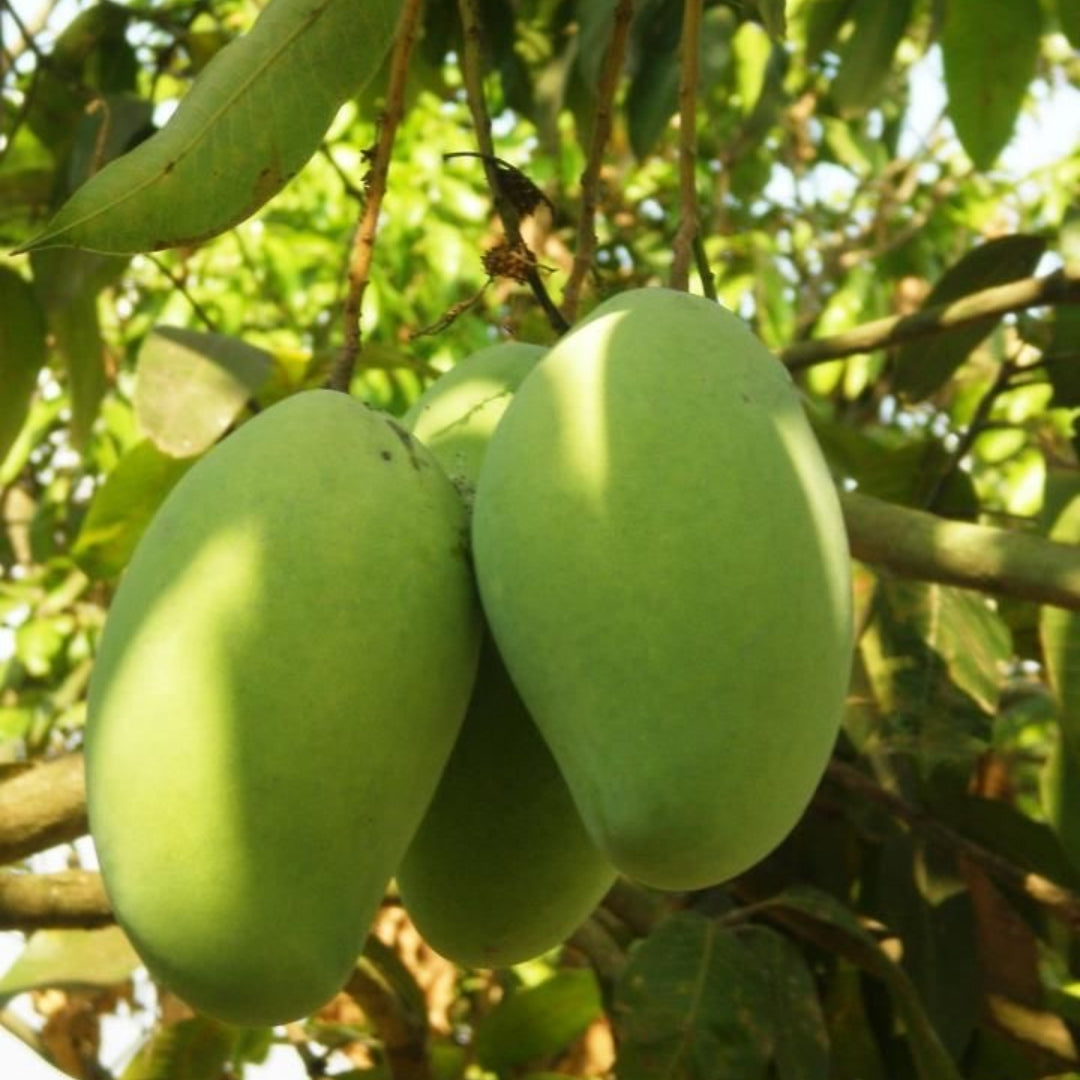 Mango Amrapali  Grafted Plants"Mangifera indica"