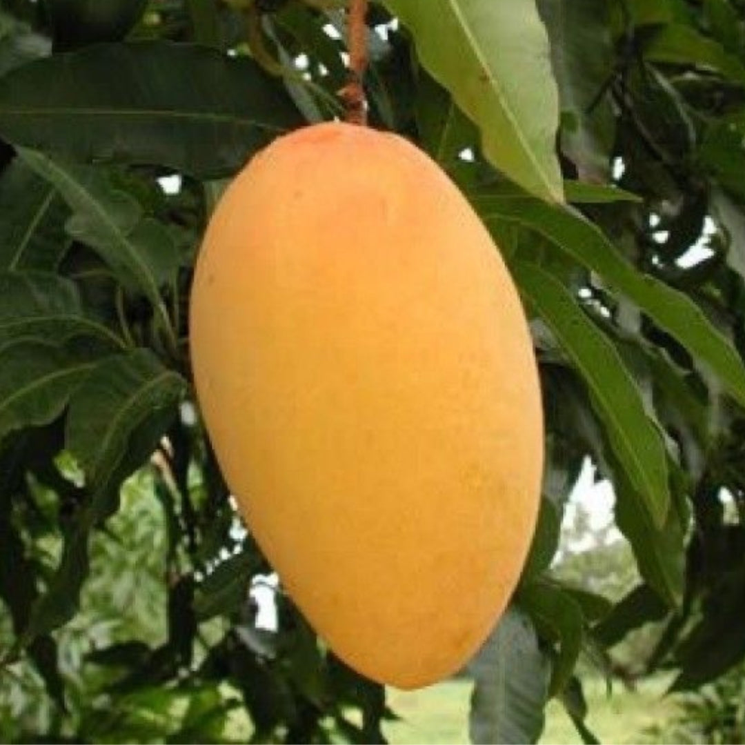 Mango Amrapali  Grafted Plants"Mangifera indica"