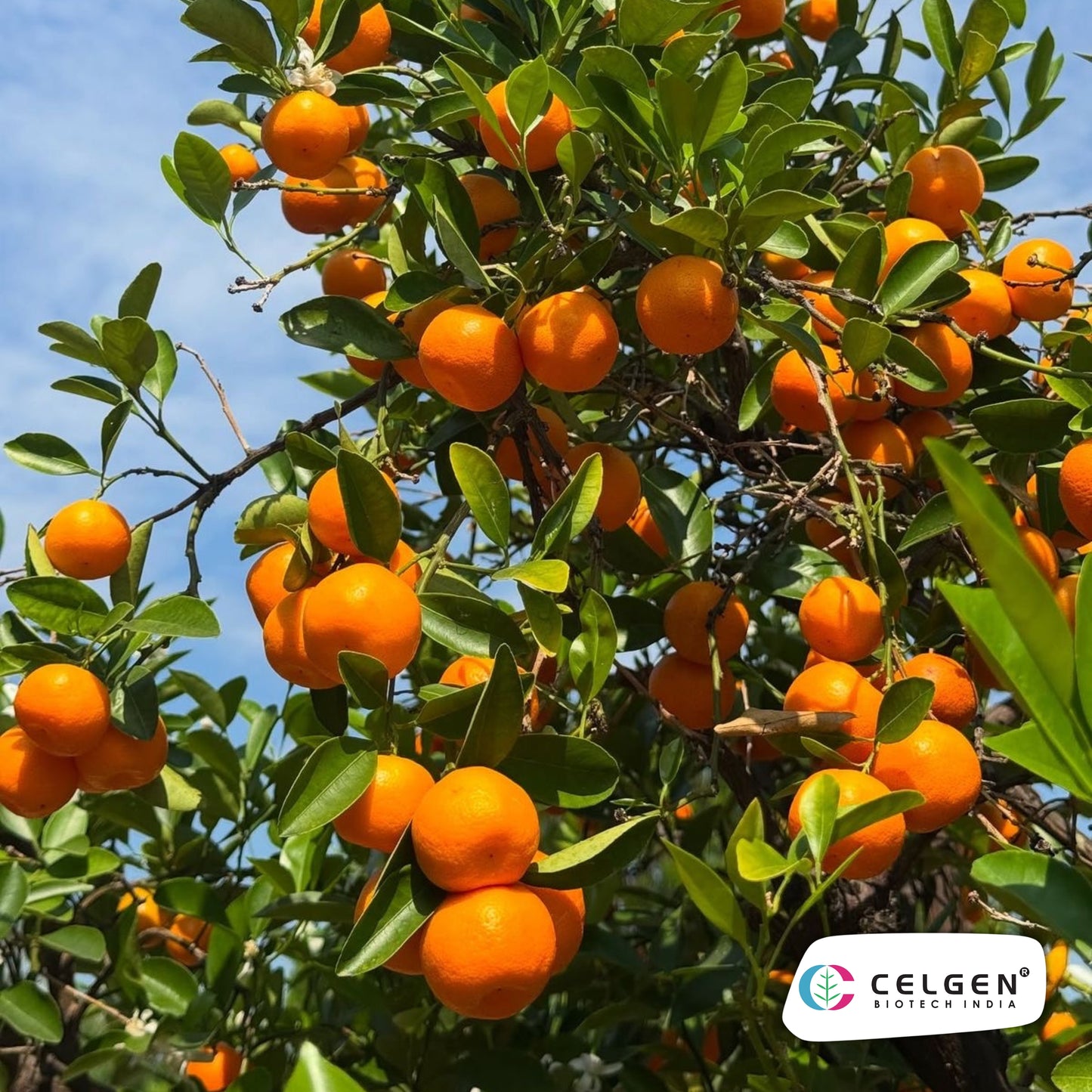 Nagpur Mandarin NM-4 Seedless Plant | Citrus reticulata | CELGEN