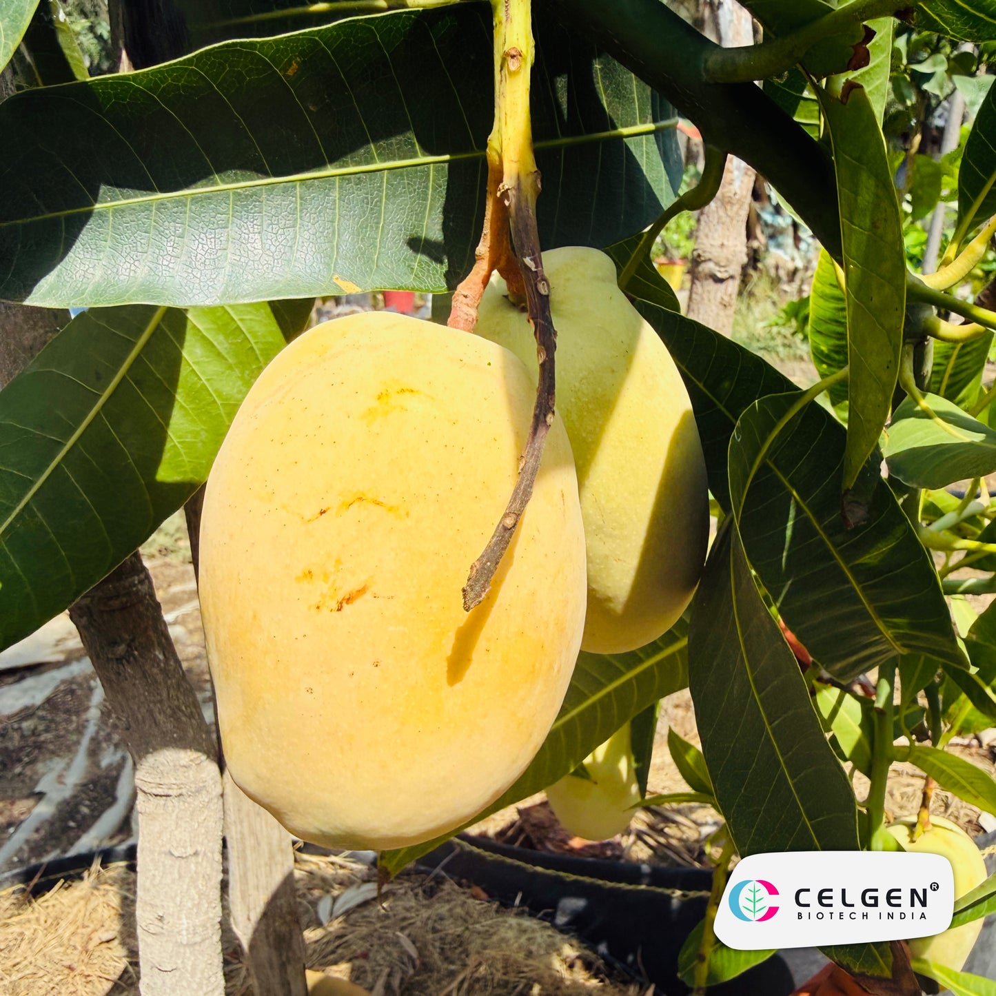 Celgen® Pusa Surya Mango Plant
