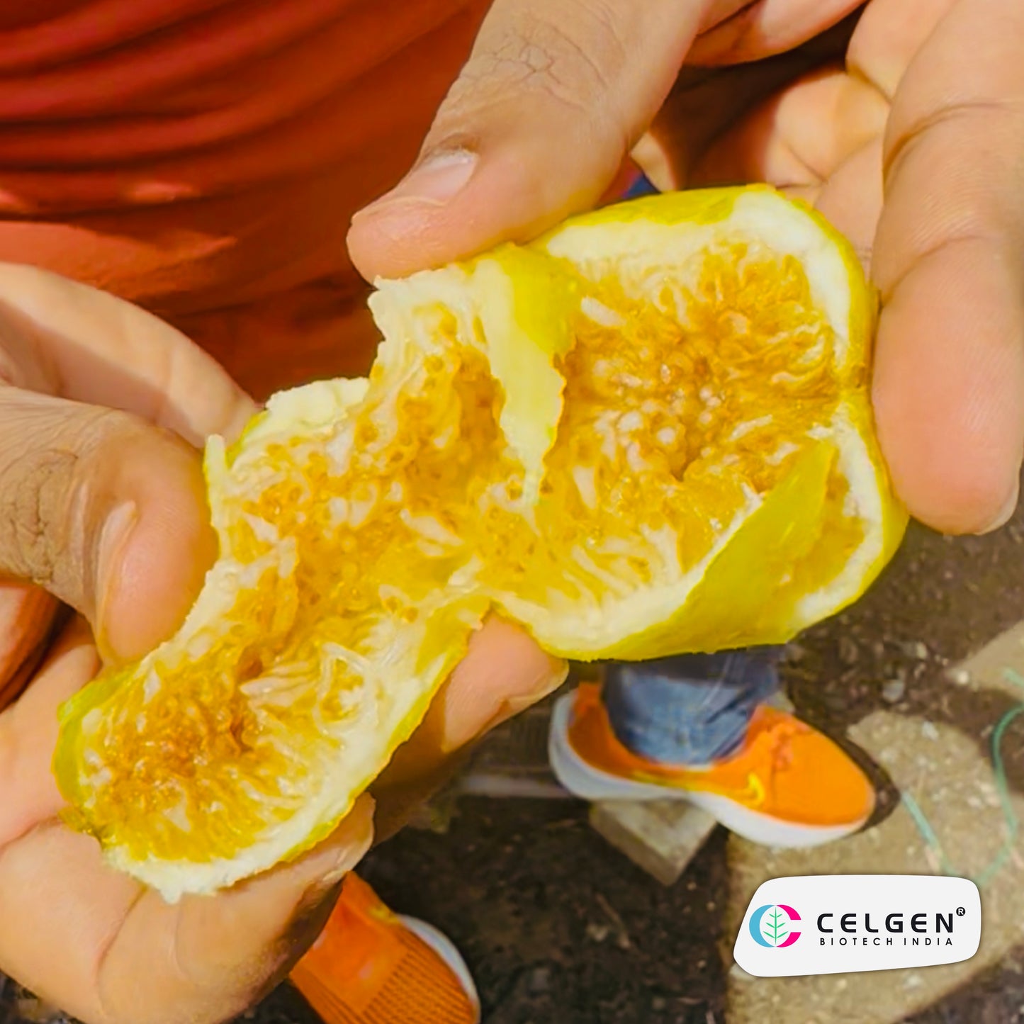 Celgen® CDA Fig Plant | Constantine de Algerie Fig