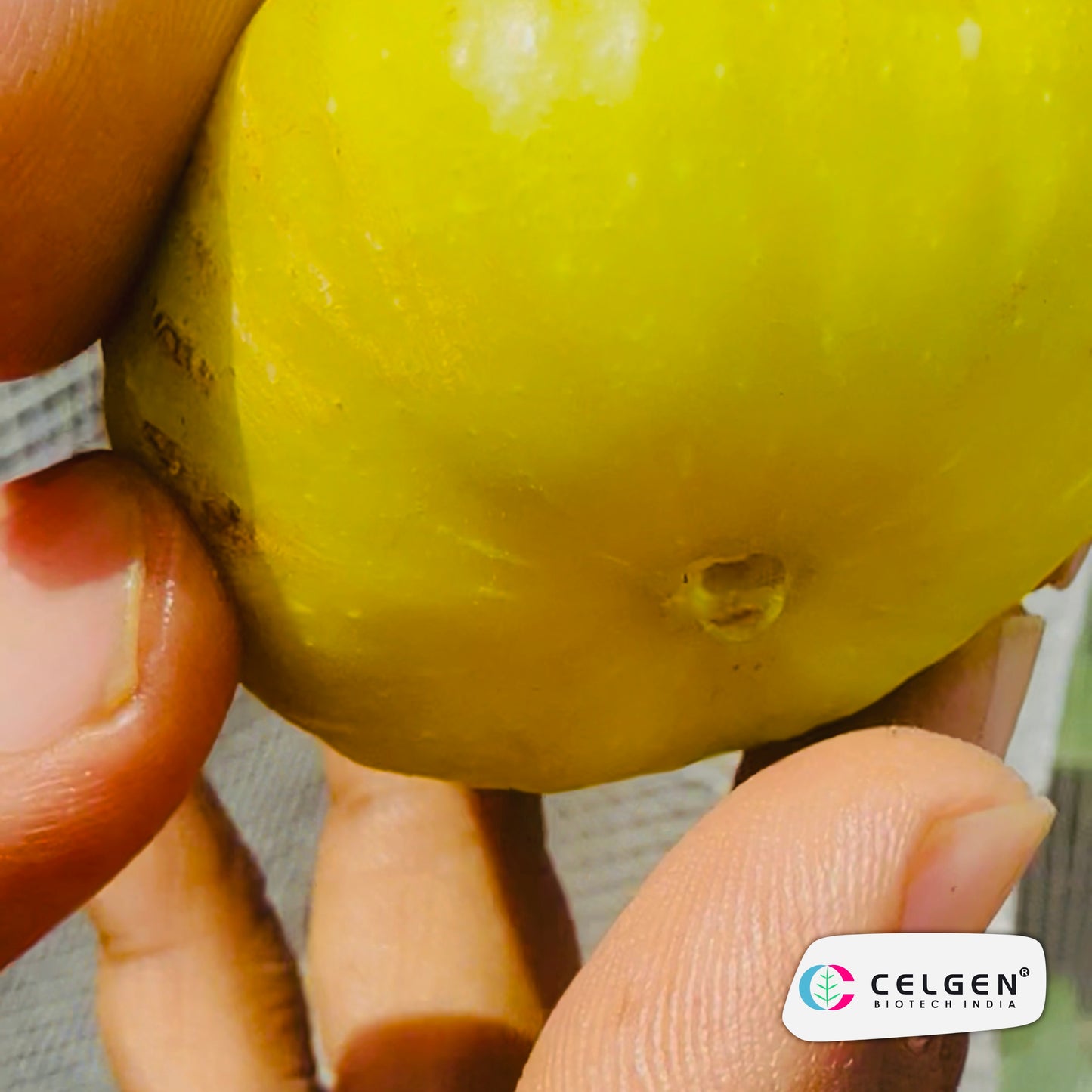 Celgen® CDA Fig Plant | Constantine de Algerie Fig