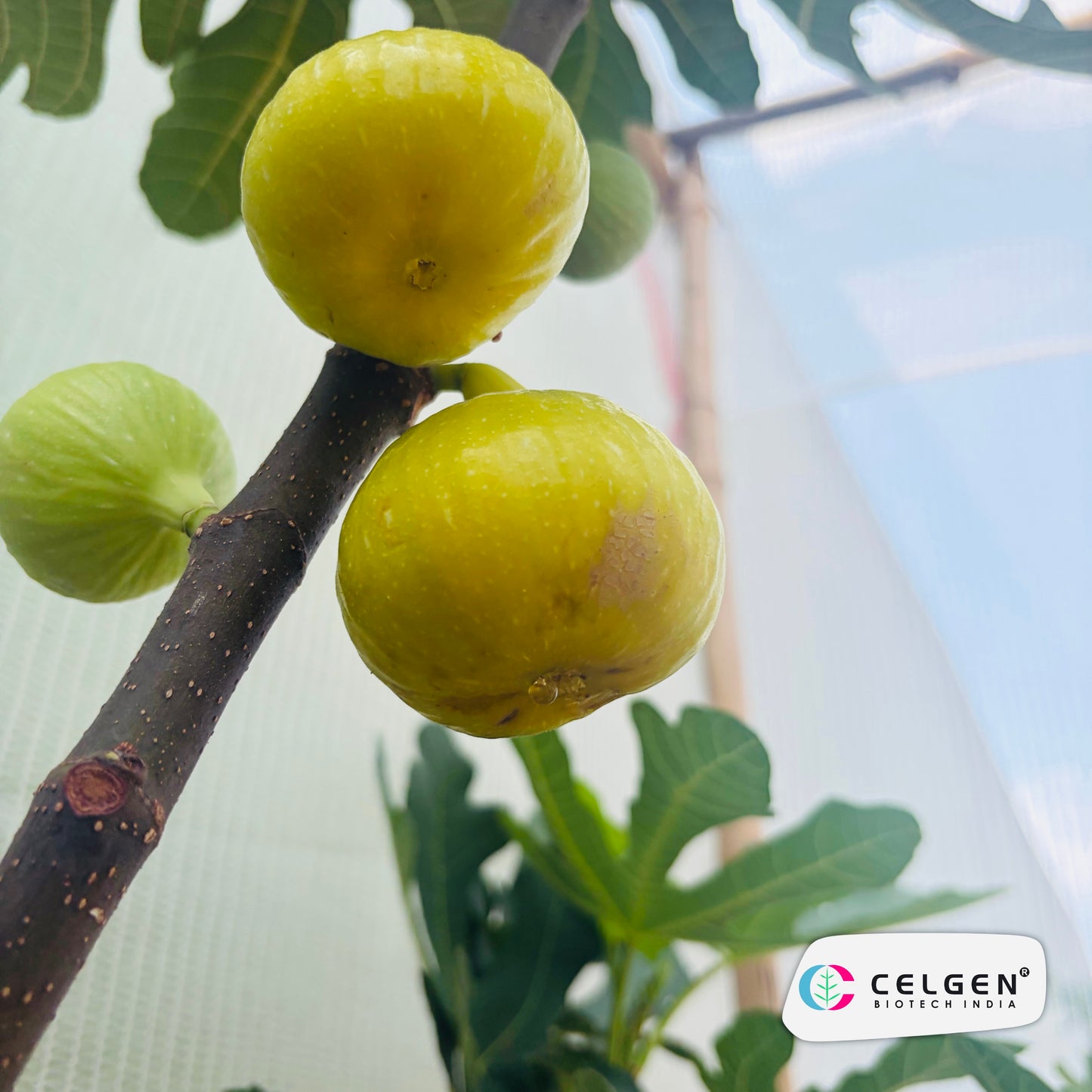 Celgen® CDA Fig Plant | Constantine de Algerie Fig