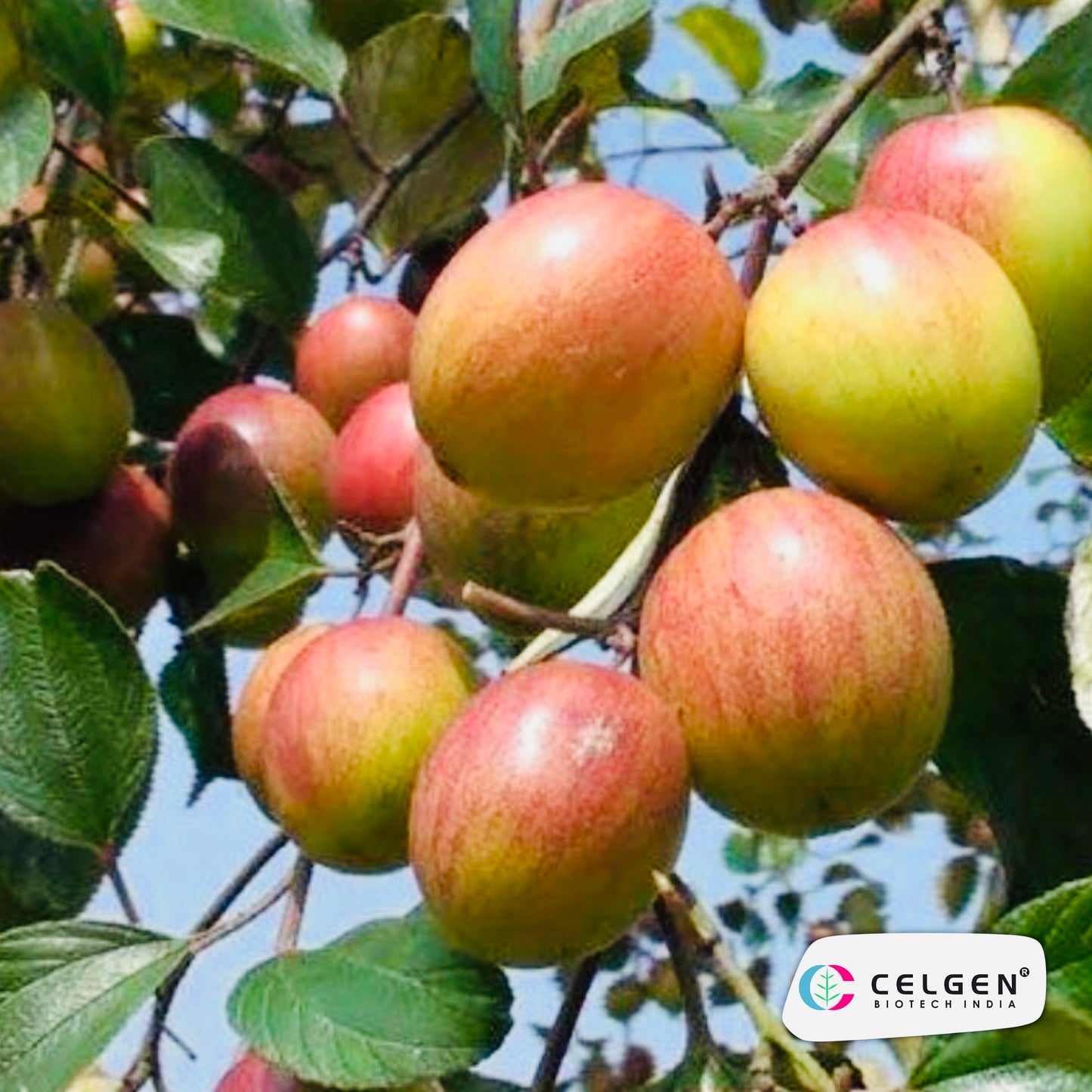 Celgen® Balsundari Jujube Plant