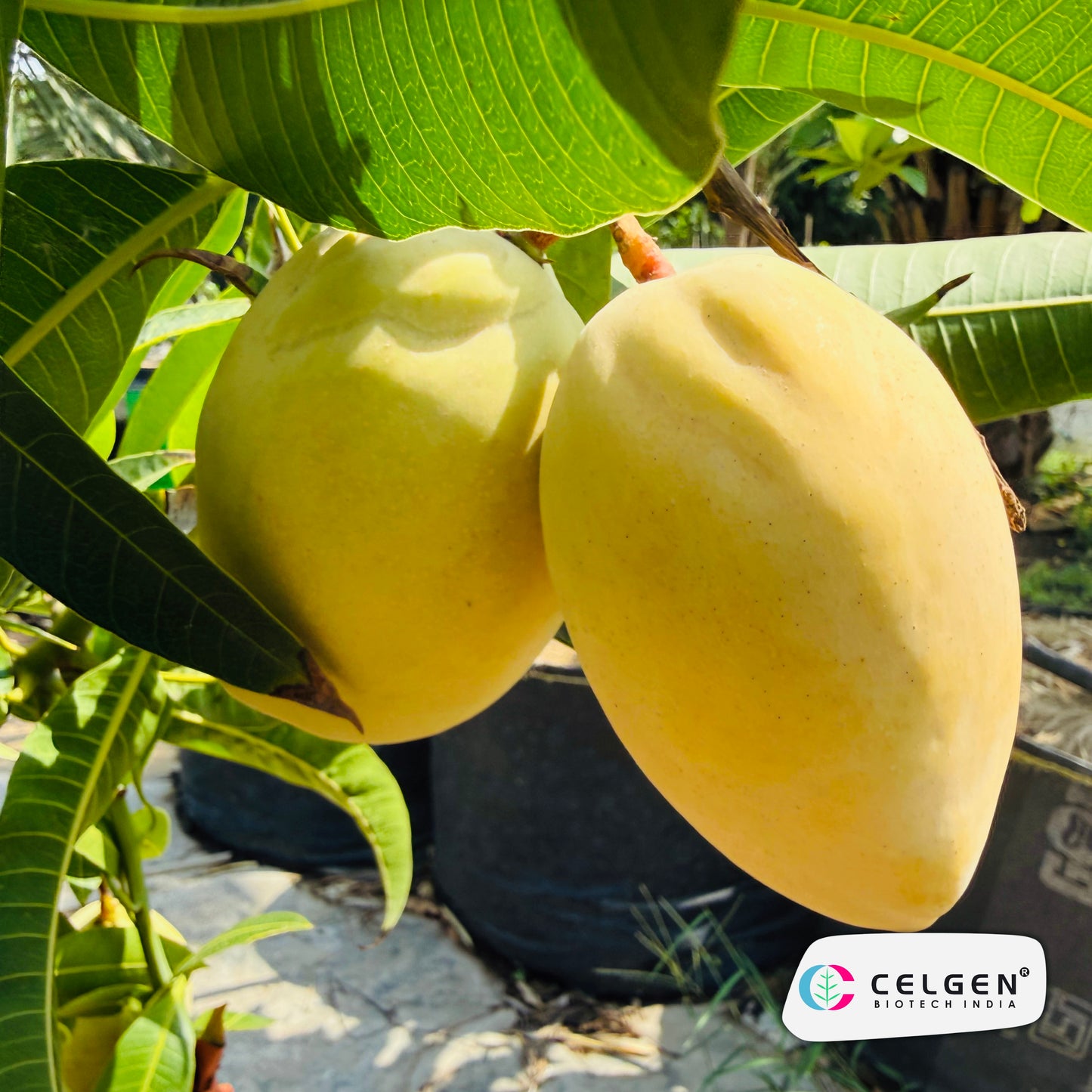 Celgen® Pusa Surya Mango Plant