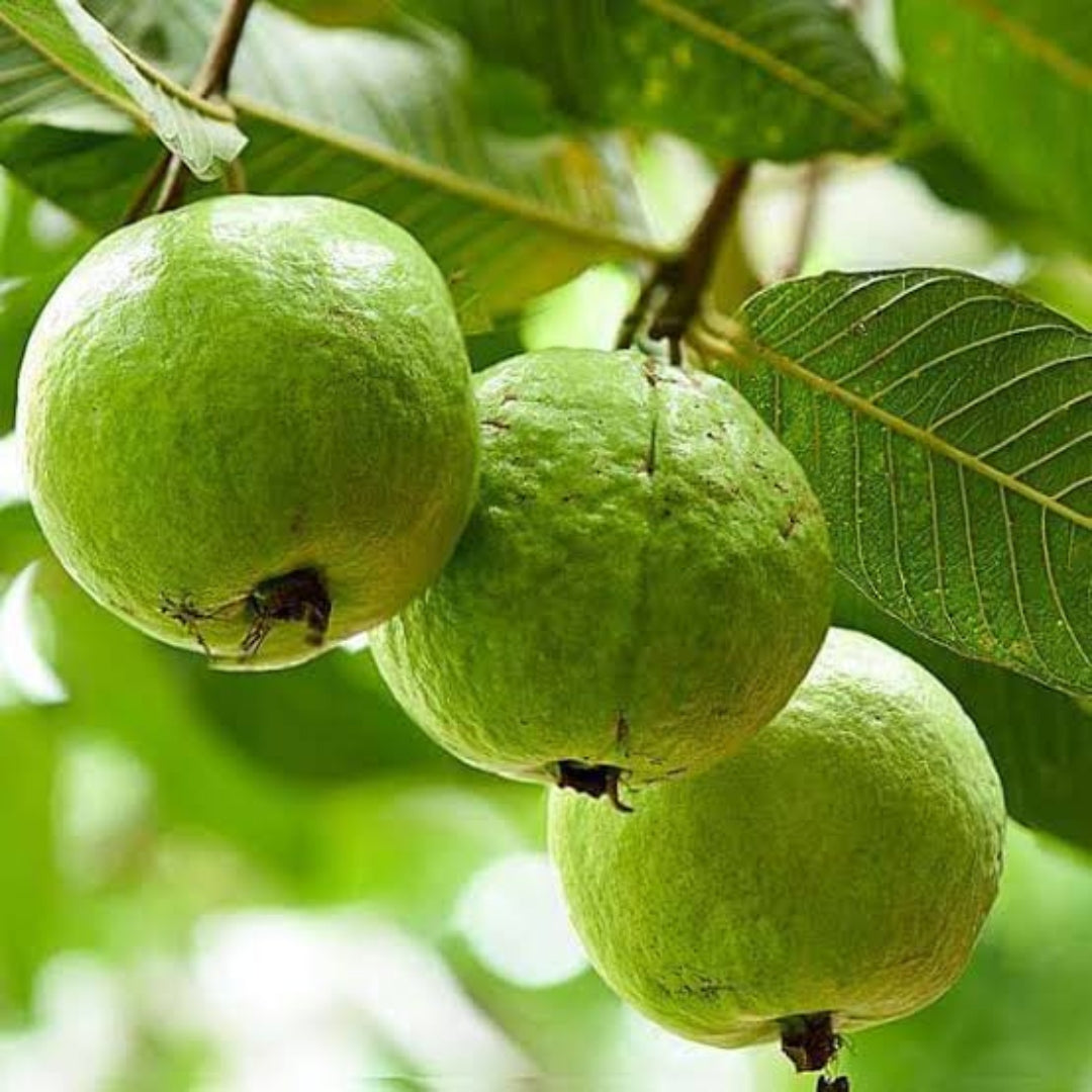 Guava Trees