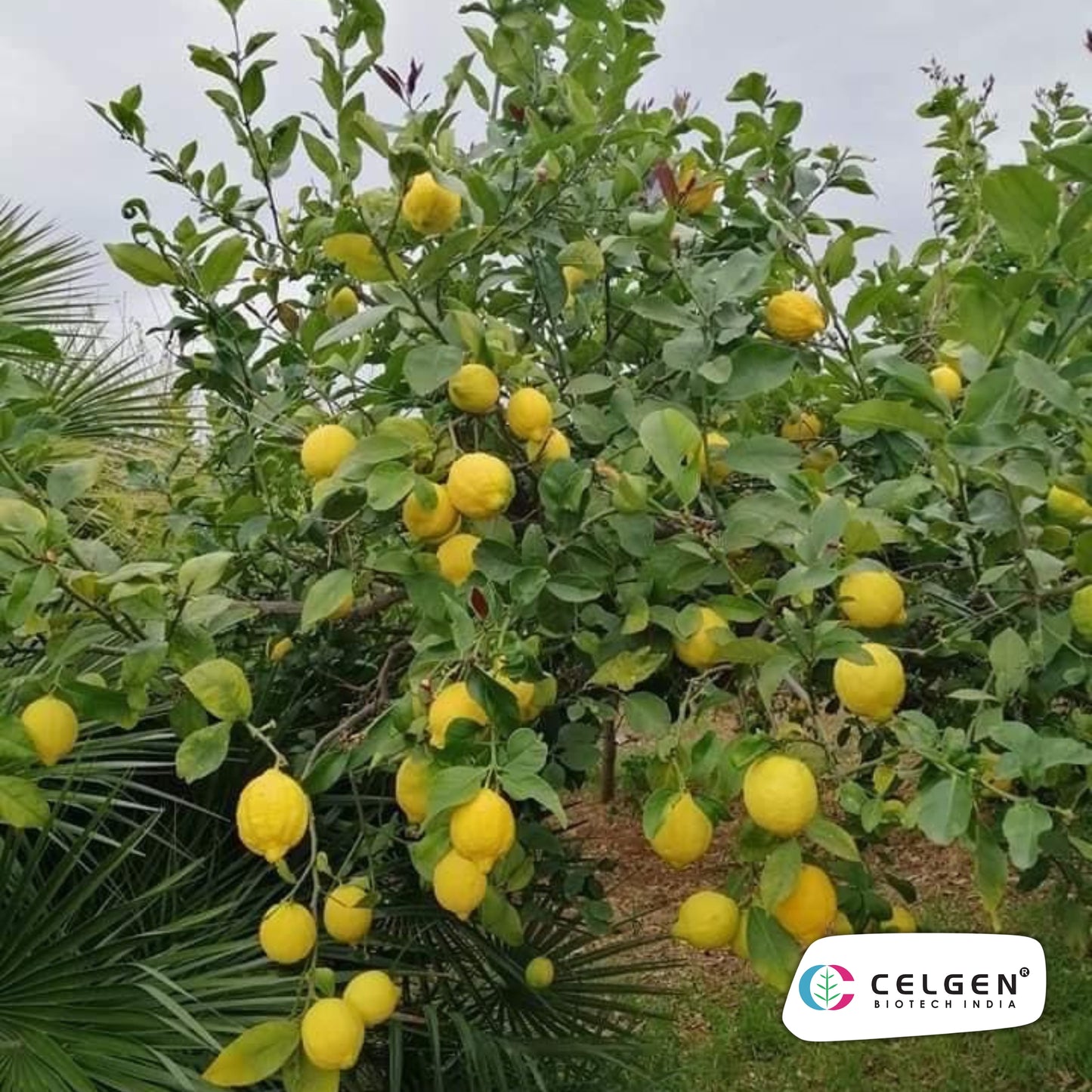Genoa Lemon Plant | High Yield Italian Lemon | CELGEN