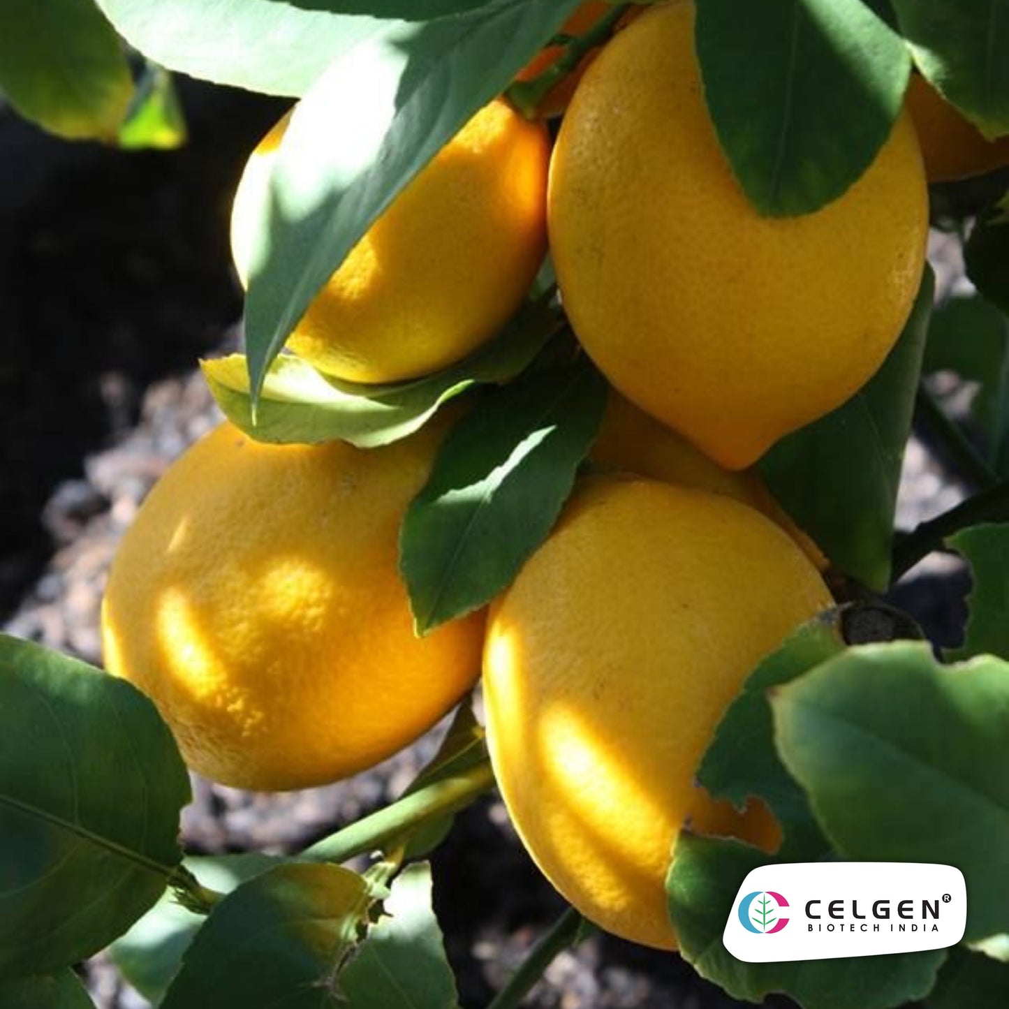 Genoa Lemon Plant | High Yield Italian Lemon | CELGEN