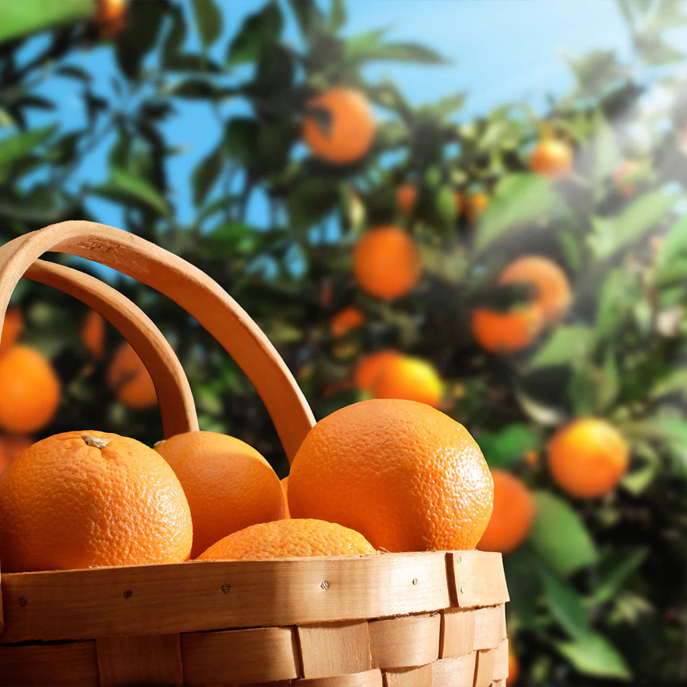 Hamlin Sweet Orange Tree (Citrus x Sinesis)