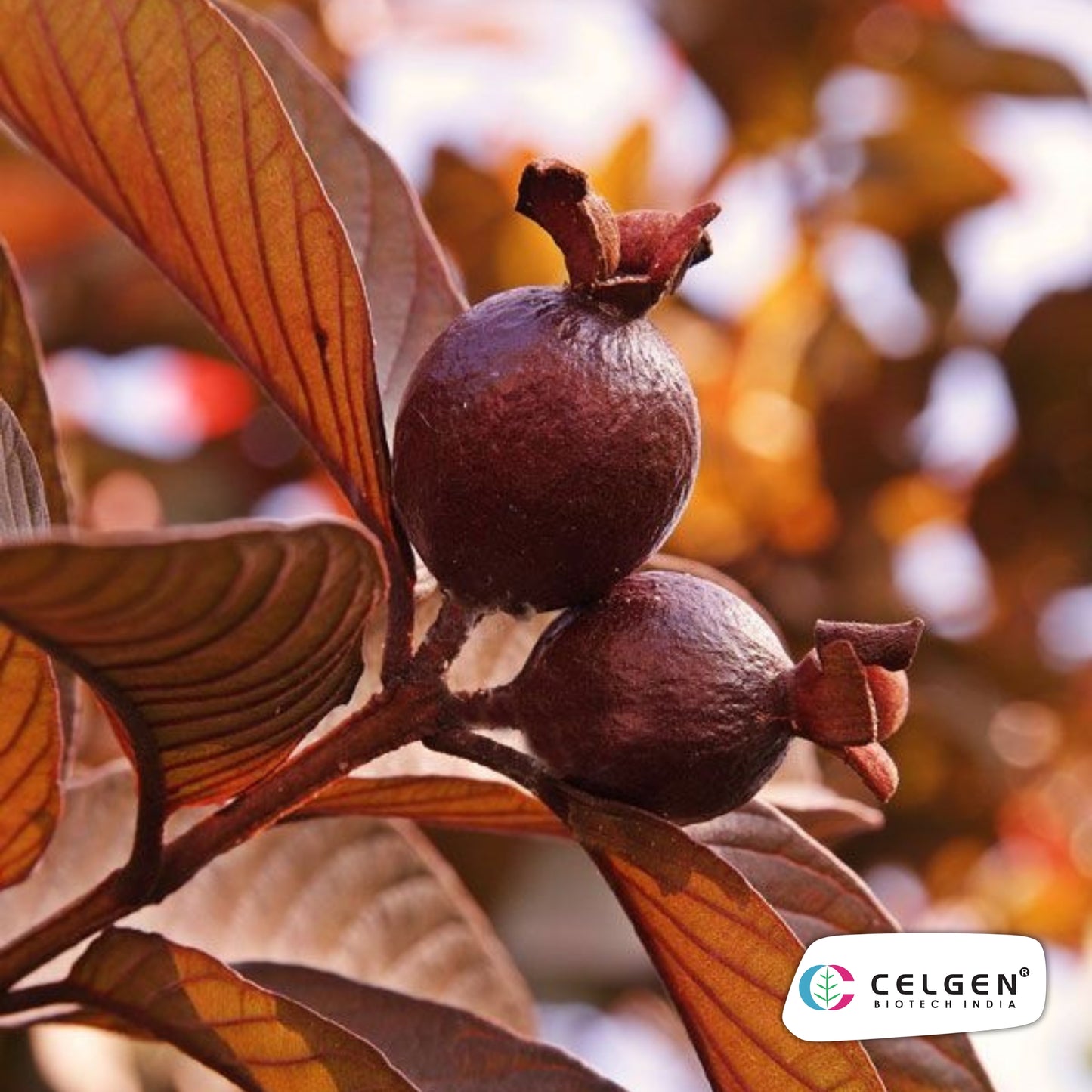 Black Diamond Guava Plant – Dang Ayothaya No.3 (Dark Purple Skin, Red Flesh) | CELGEN