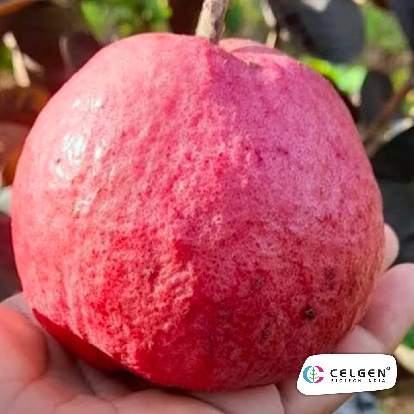 Black Diamond Guava Plant – Dang Ayothaya No.3 (Dark Purple Skin, Red Flesh) | CELGEN