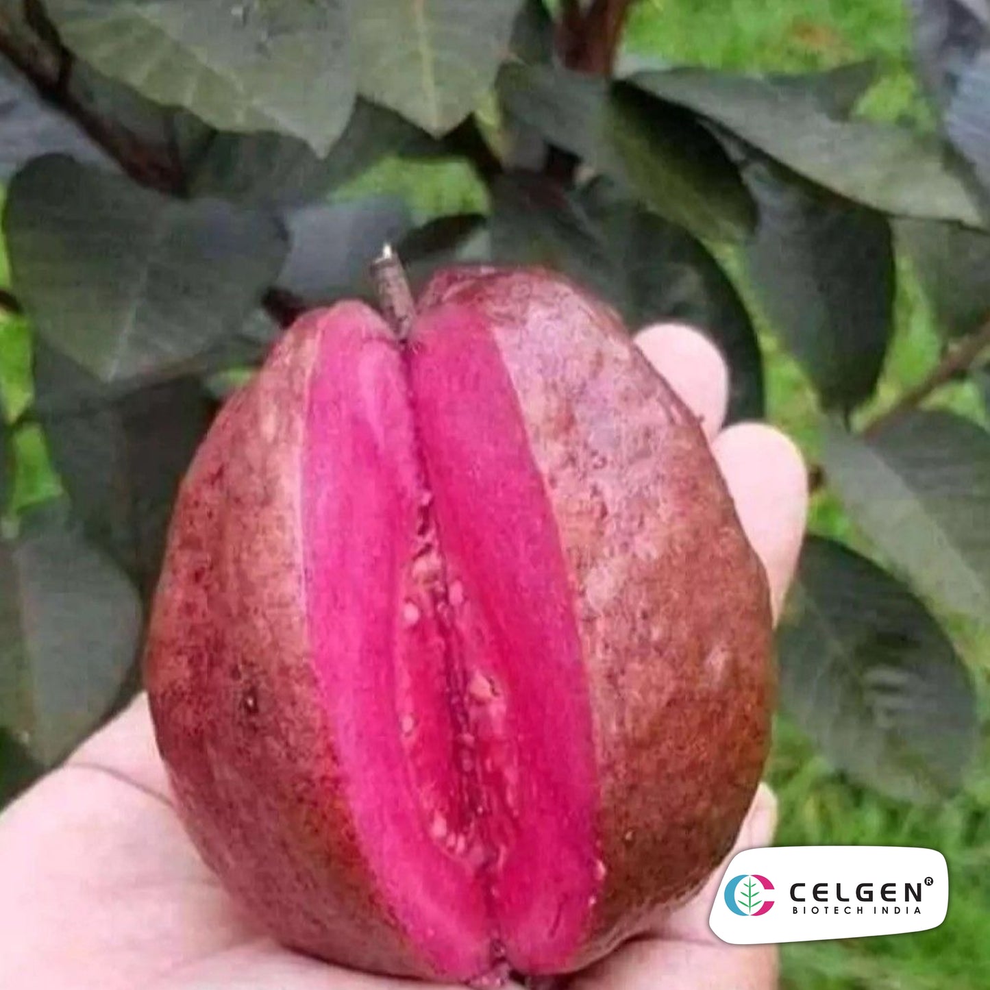 Black Diamond Guava Plant – Dang Ayothaya No.3 (Dark Purple Skin, Red Flesh) | CELGEN