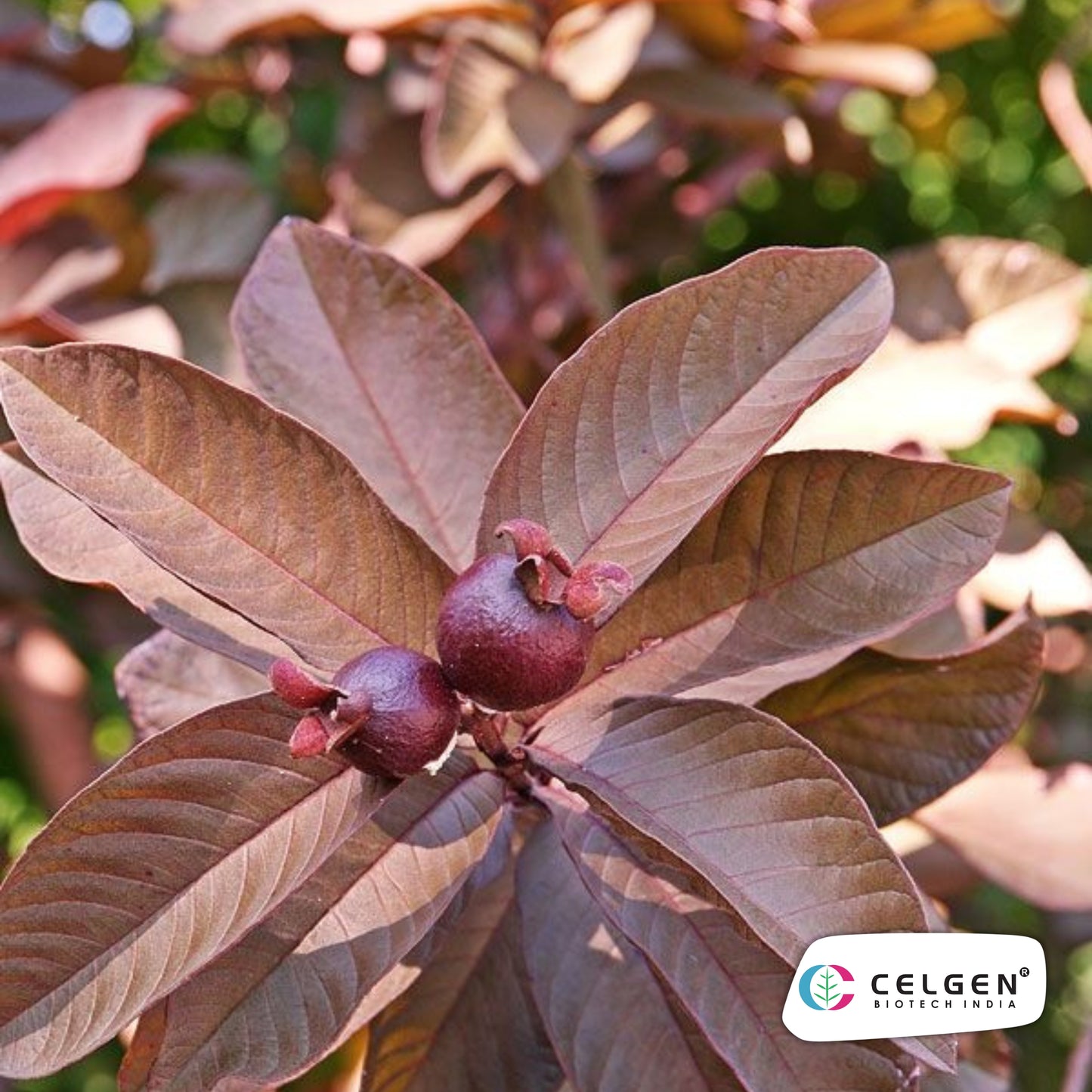 Black Diamond Guava Plant – Dang Ayothaya No.3 (Dark Purple Skin, Red Flesh) | CELGEN