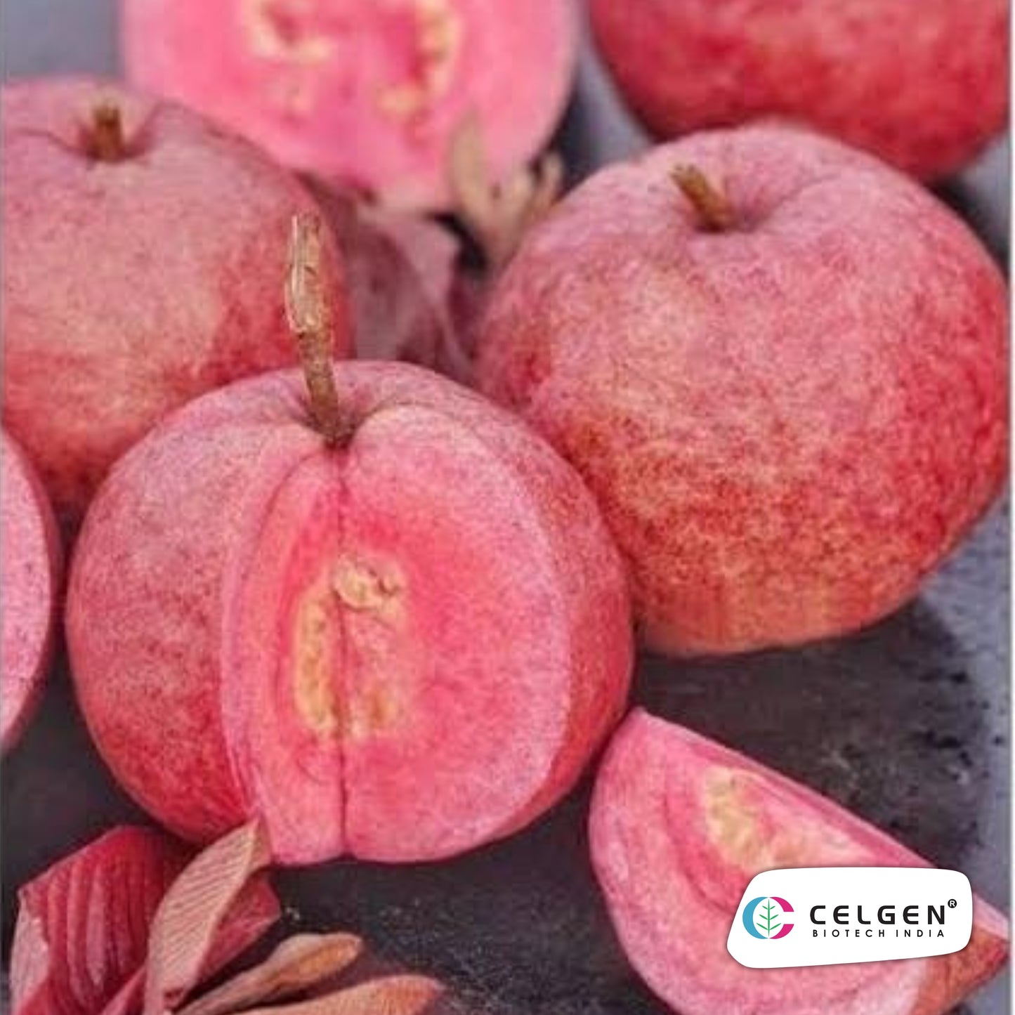 Black Diamond Guava Plant – Dang Ayothaya No.3 (Dark Purple Skin, Red Flesh) | CELGEN