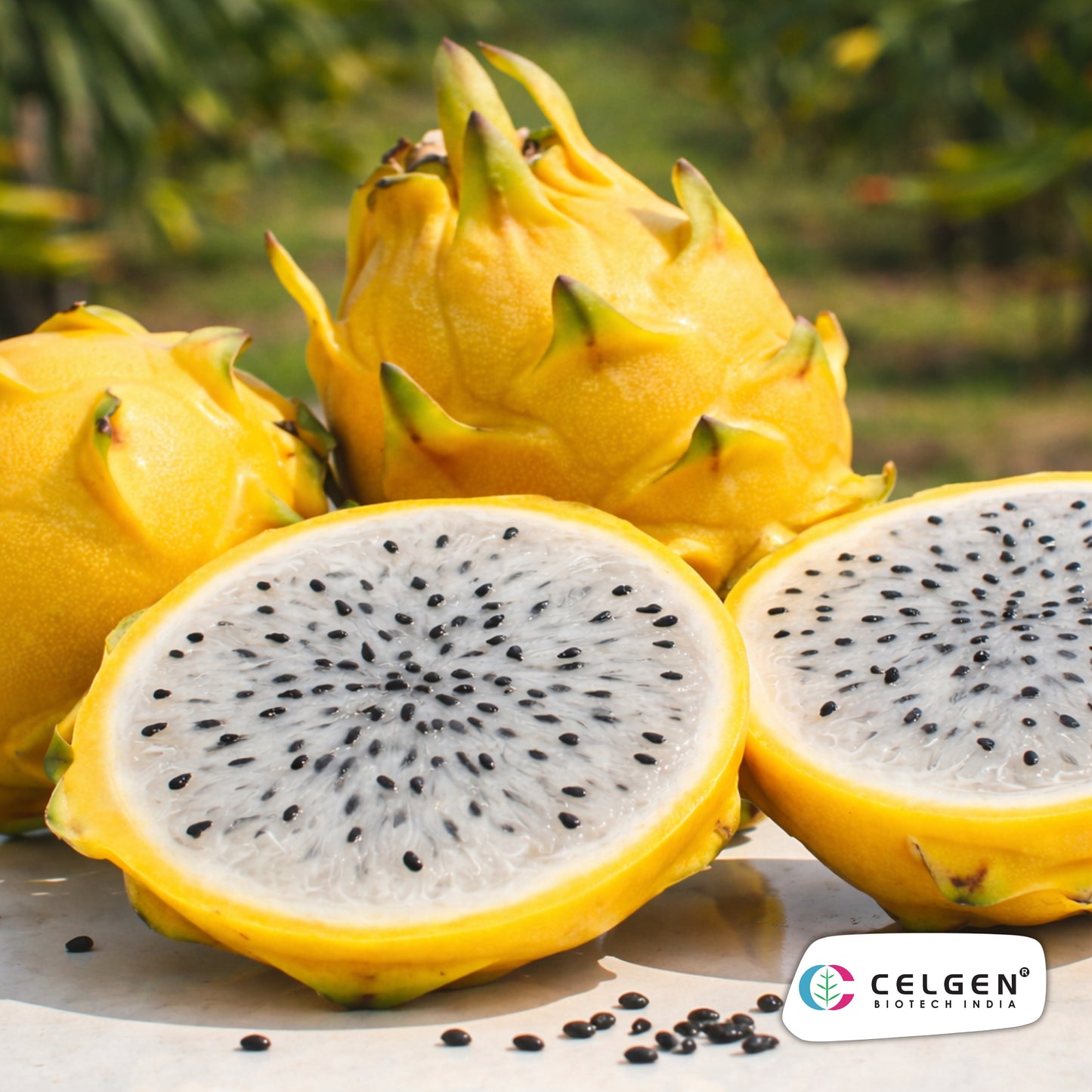 Israeli Yellow Dragon Fruit Plant | CELGEN
