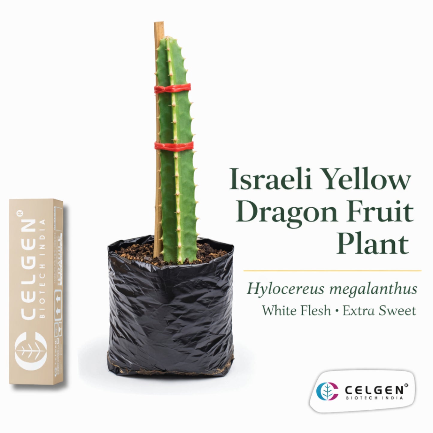 Israeli Yellow Dragon Fruit Plant | CELGEN