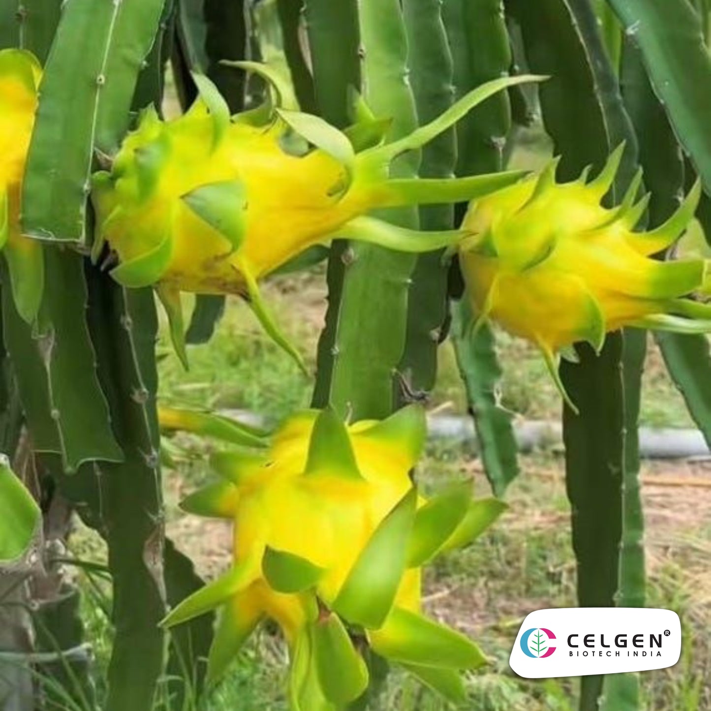 Israeli Yellow Dragon Fruit Plant | CELGEN