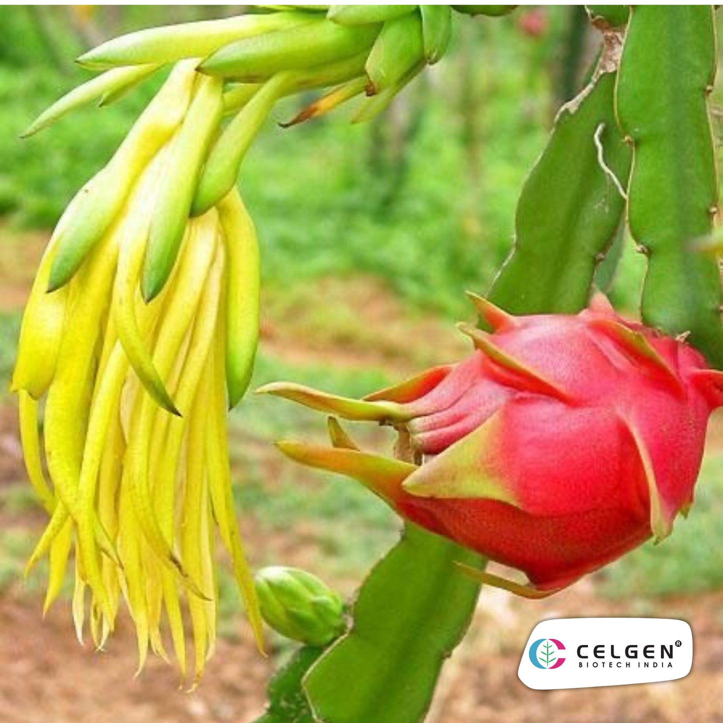 Red Laverne Dragon Fruit Plant | CELGEN