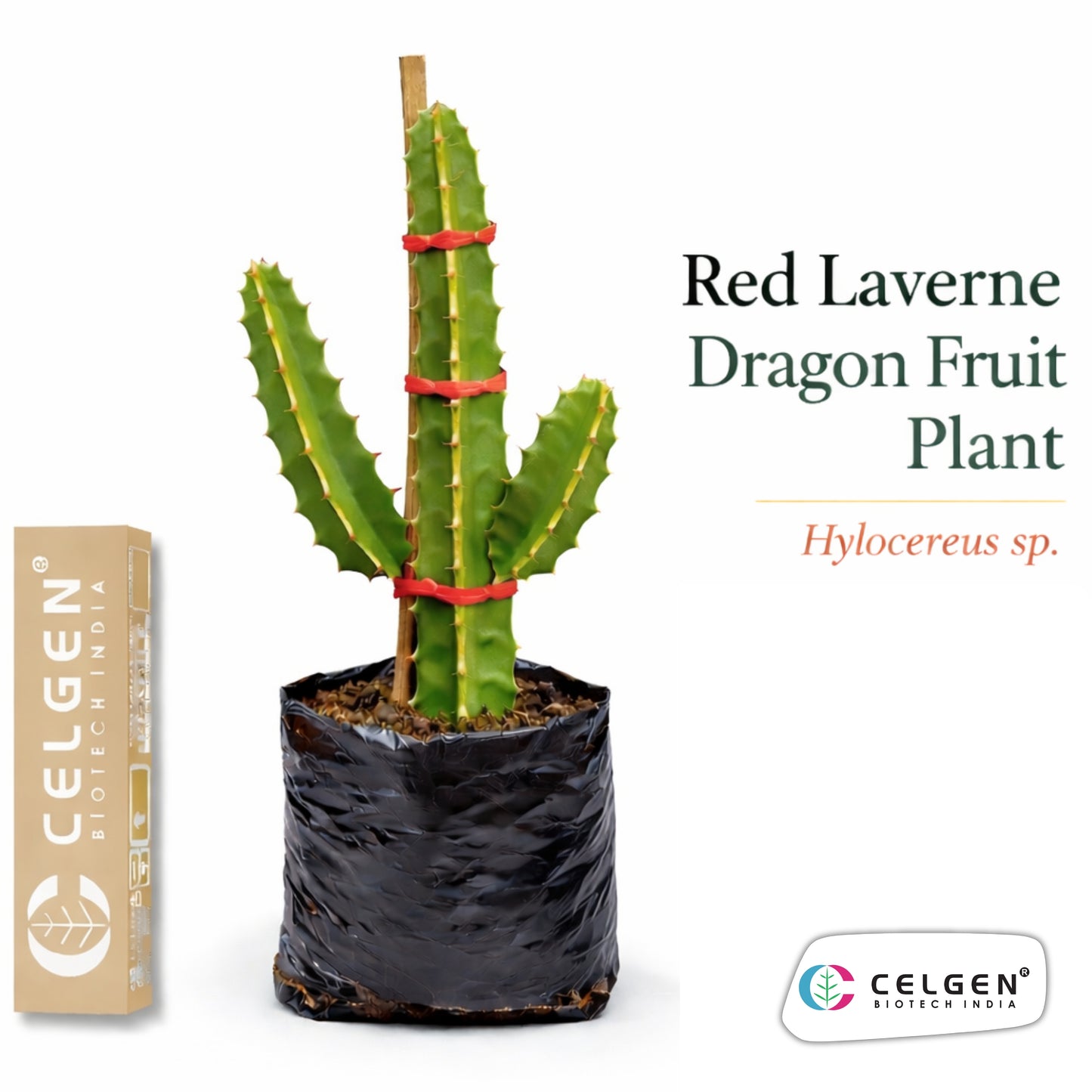 Red Laverne Dragon Fruit Plant | CELGEN