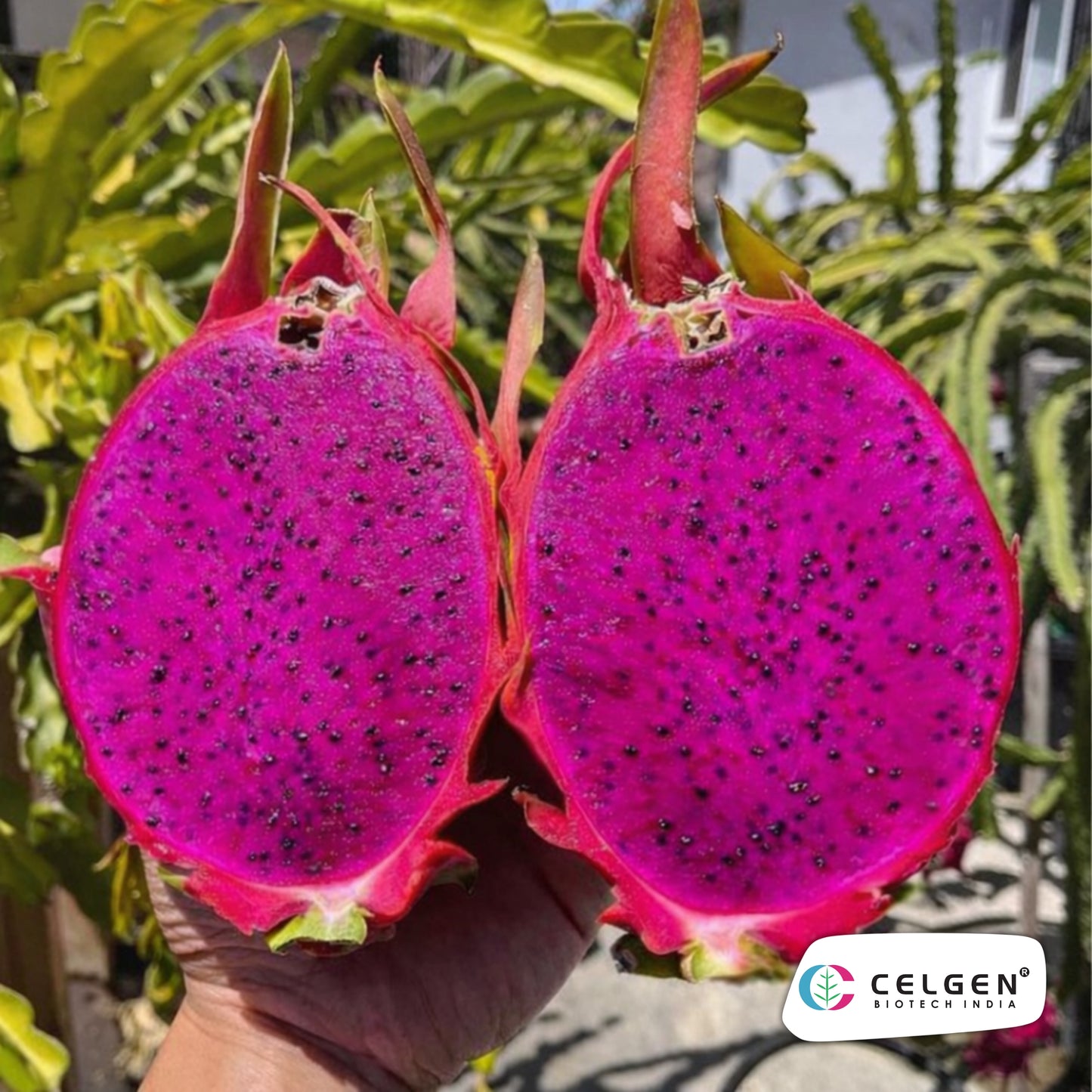 Red Laverne Dragon Fruit Plant | CELGEN