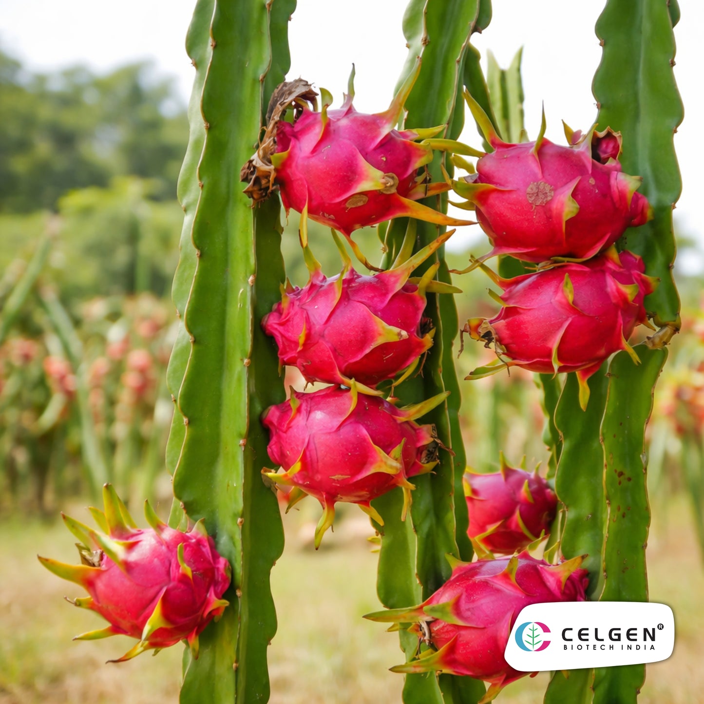Red Laverne Dragon Fruit Plant | CELGEN