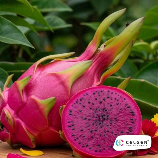 Siam Red Dragon Fruit Plant | CELGEN