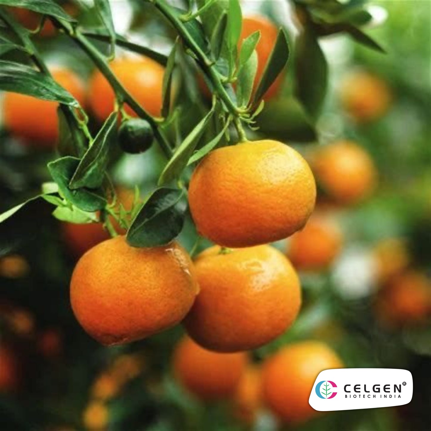 Kinnow PAU K1 Mandarin Plant | High Yield Citrus | CELGEN