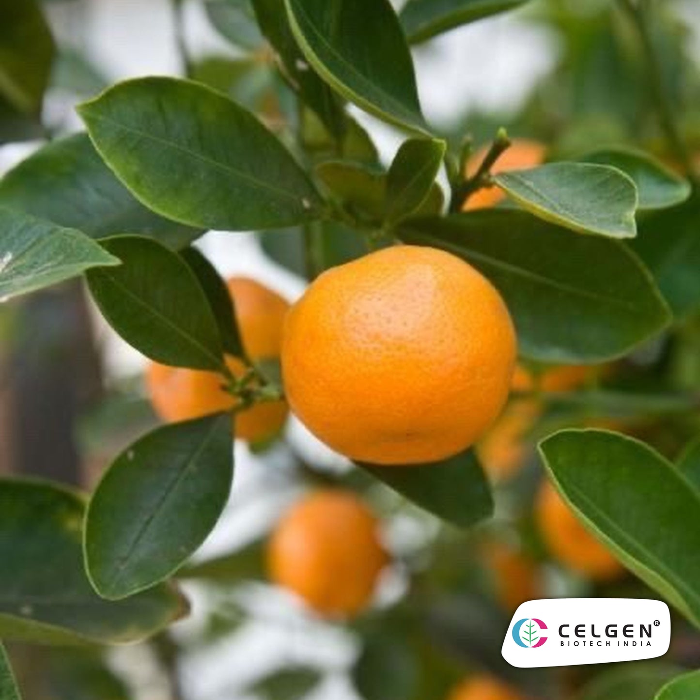 Kinnow PAU K1 Mandarin Plant | High Yield Citrus | CELGEN