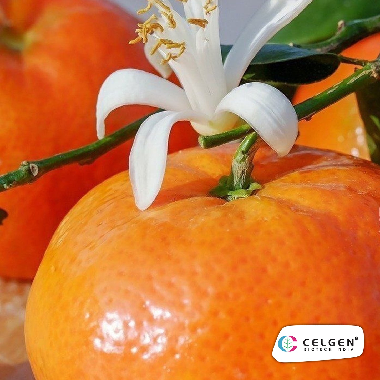 Kinnow PAU K1 Mandarin Plant | High Yield Citrus | CELGEN
