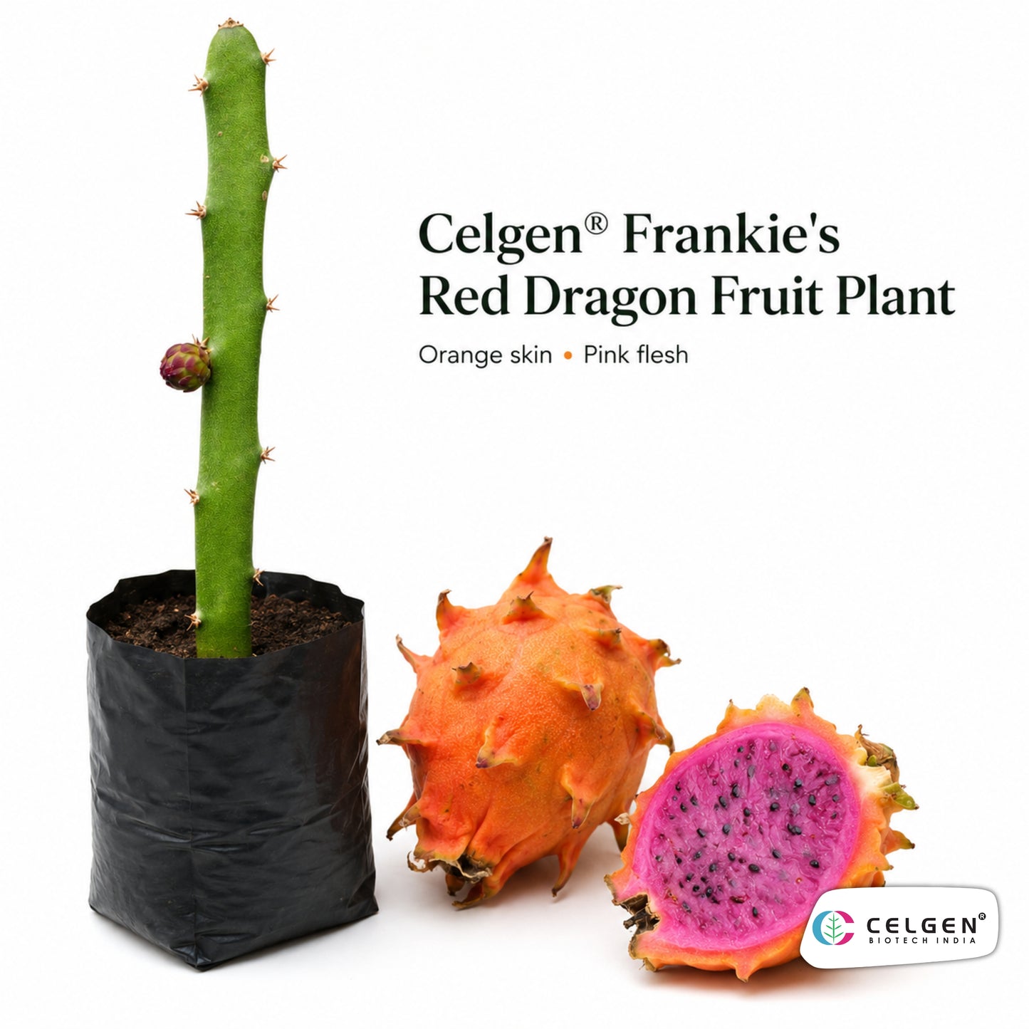 Celgen® Frankie’s Red Dragon Fruit Plant