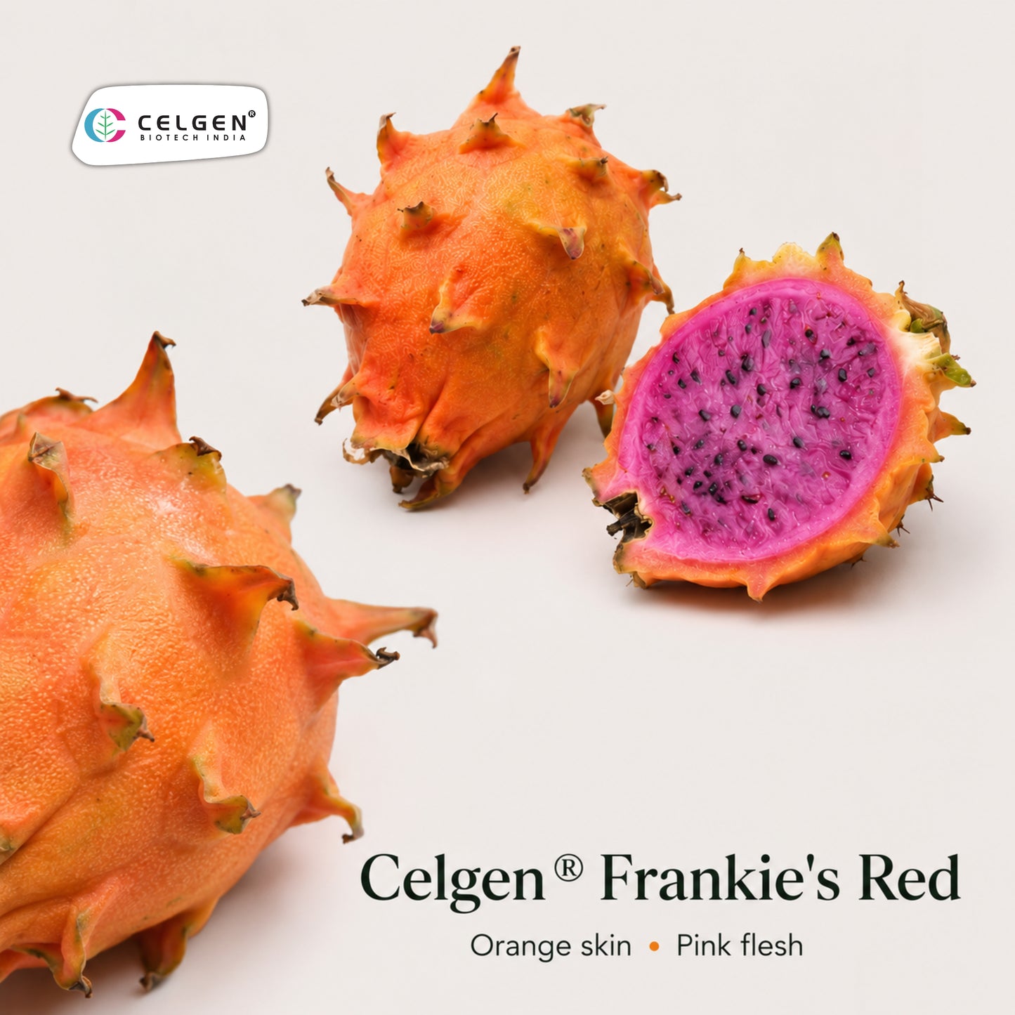 Celgen® Frankie’s Red Dragon Fruit Plant