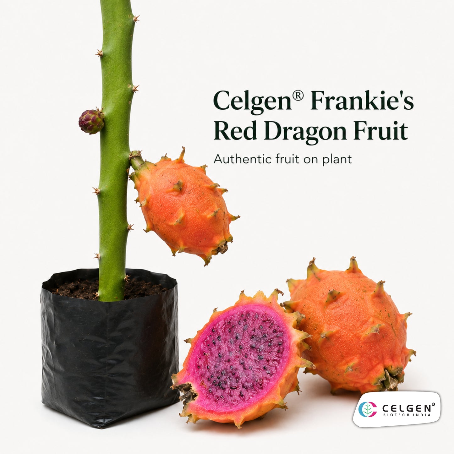 Celgen® Frankie’s Red Dragon Fruit Plant
