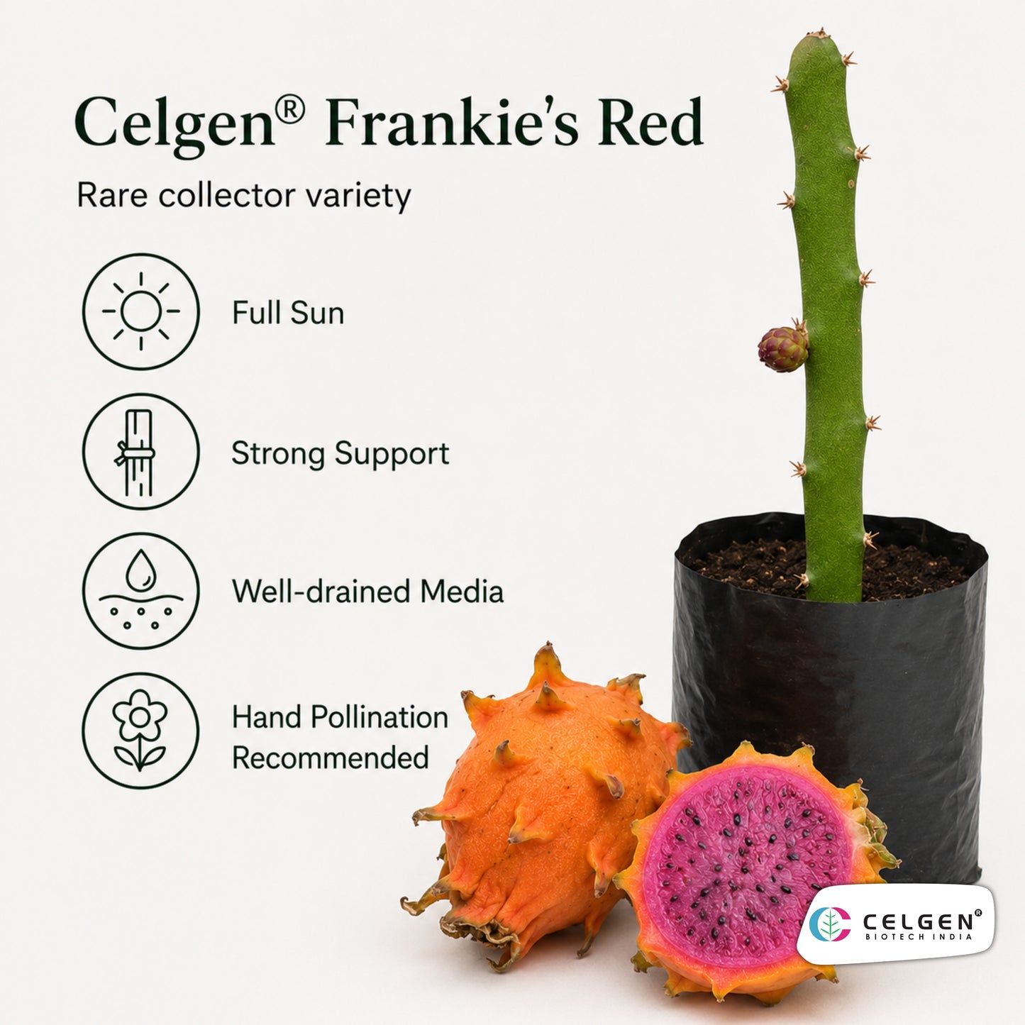 Celgen® Frankie’s Red Dragon Fruit Plant