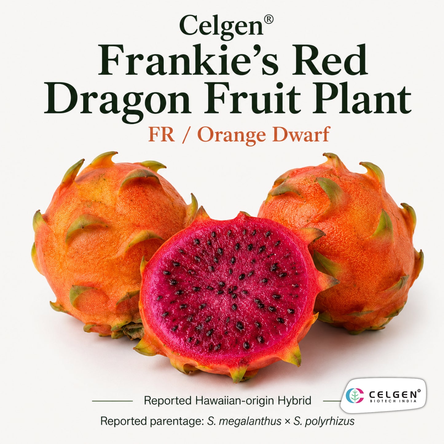 Celgen® Frankie’s Red Dragon Fruit Plant