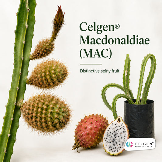 Celgen® Macdonaldiae (MAC) Dragon Fruit Plant