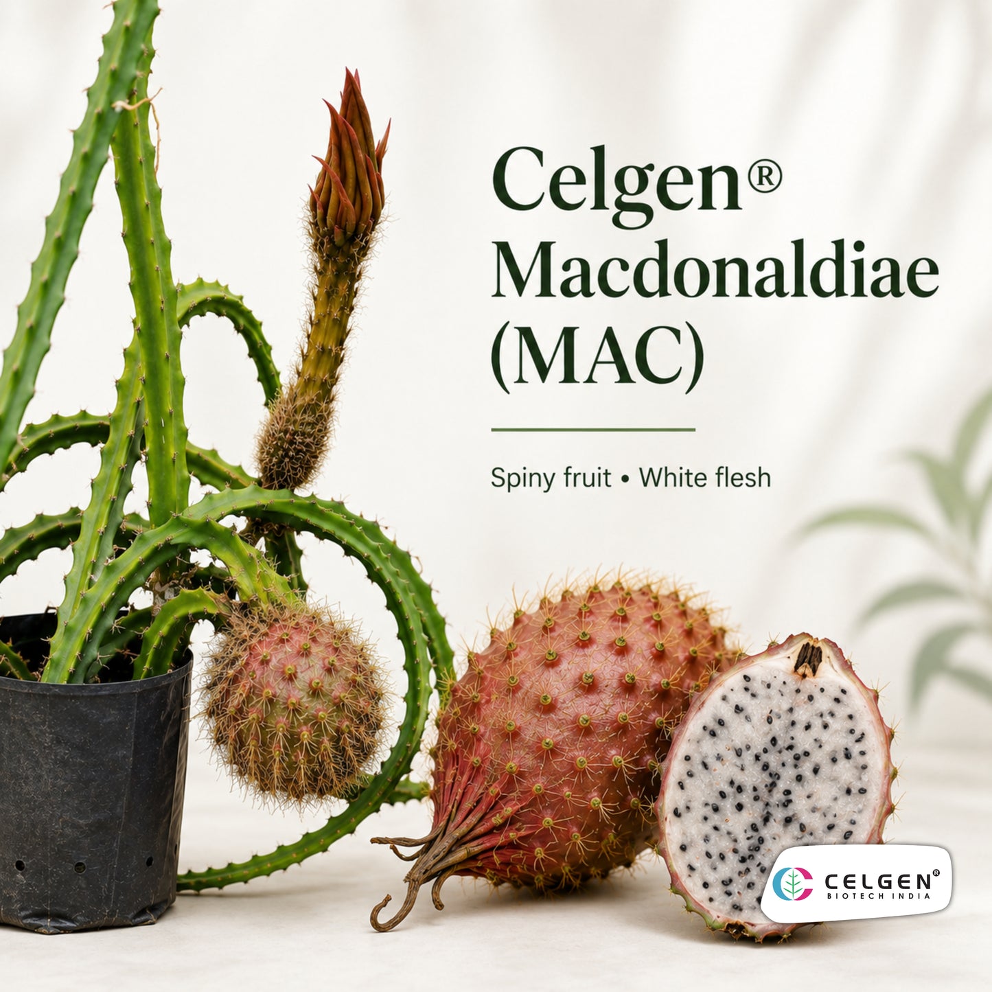 Celgen® Macdonaldiae (MAC) Dragon Fruit Plant