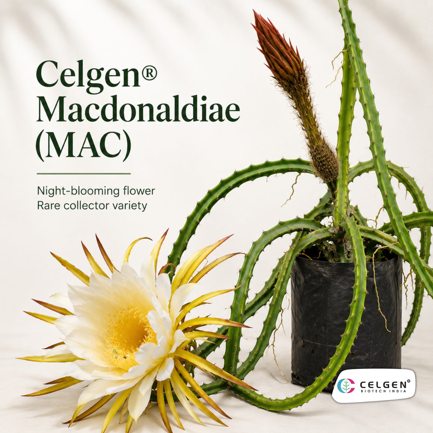Celgen® Macdonaldiae (MAC) Dragon Fruit Plant