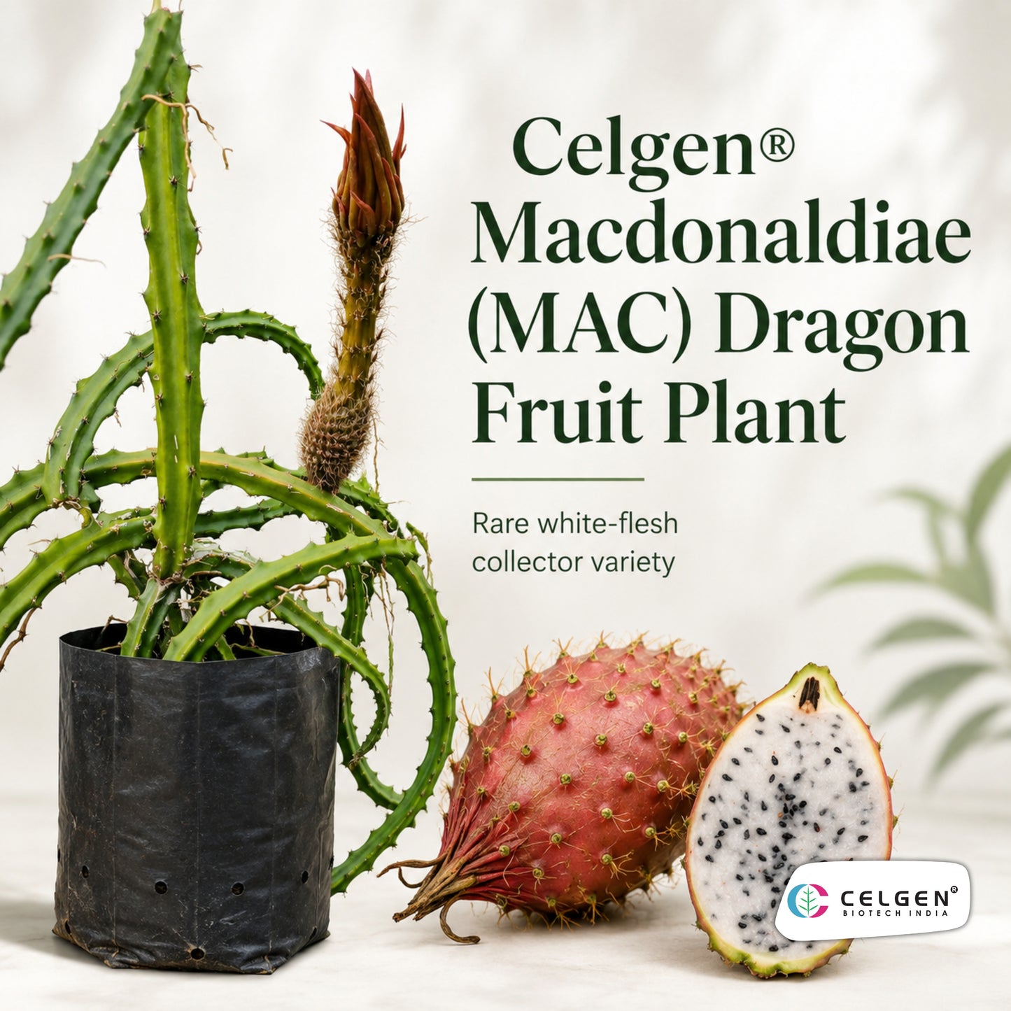 Celgen® Macdonaldiae (MAC) Dragon Fruit Plant