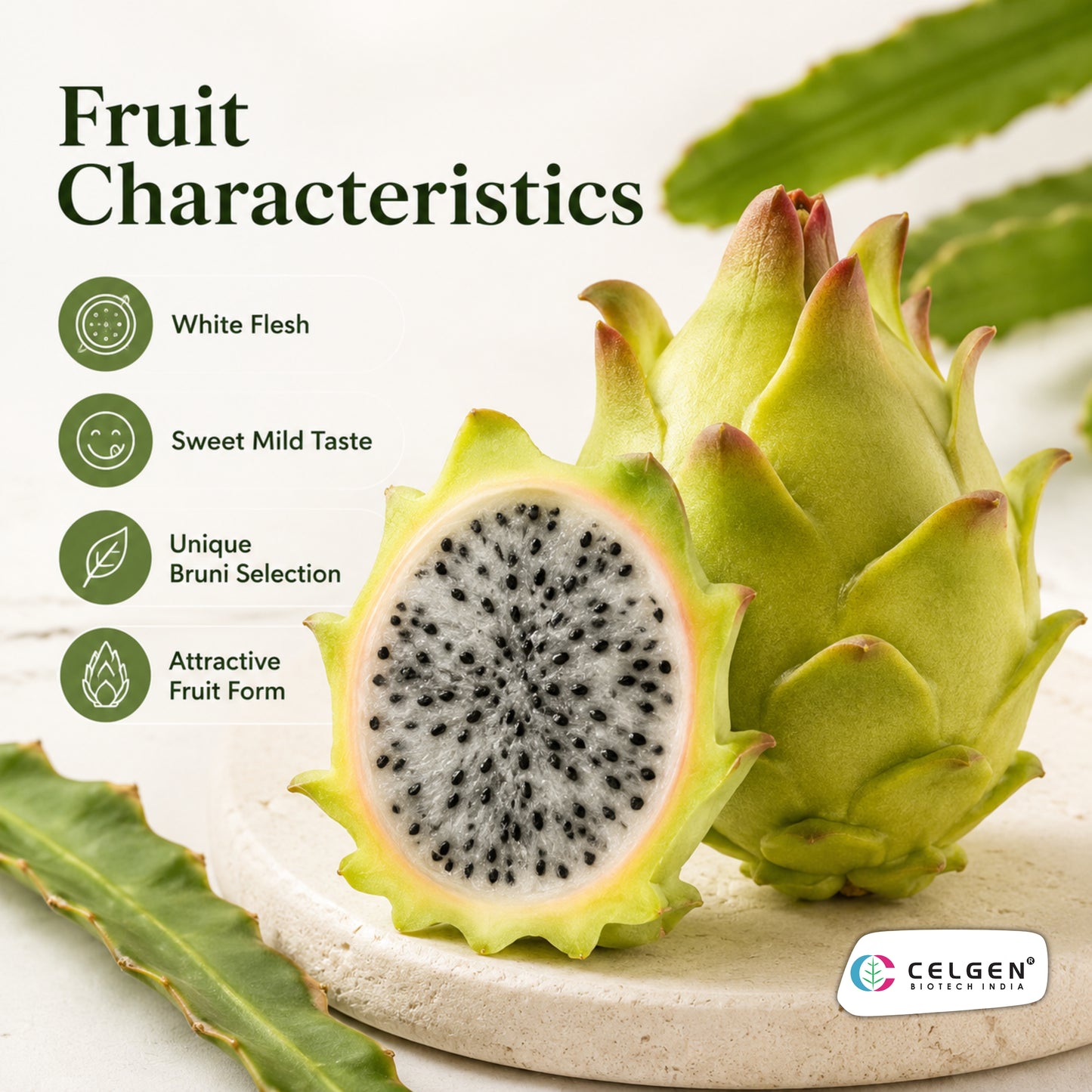 Bruni Dragon Fruit Plant | CELGEN