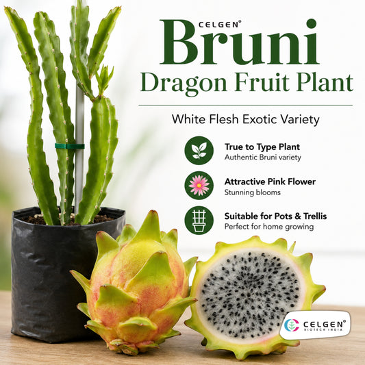 Bruni Dragon Fruit Plant | CELGEN