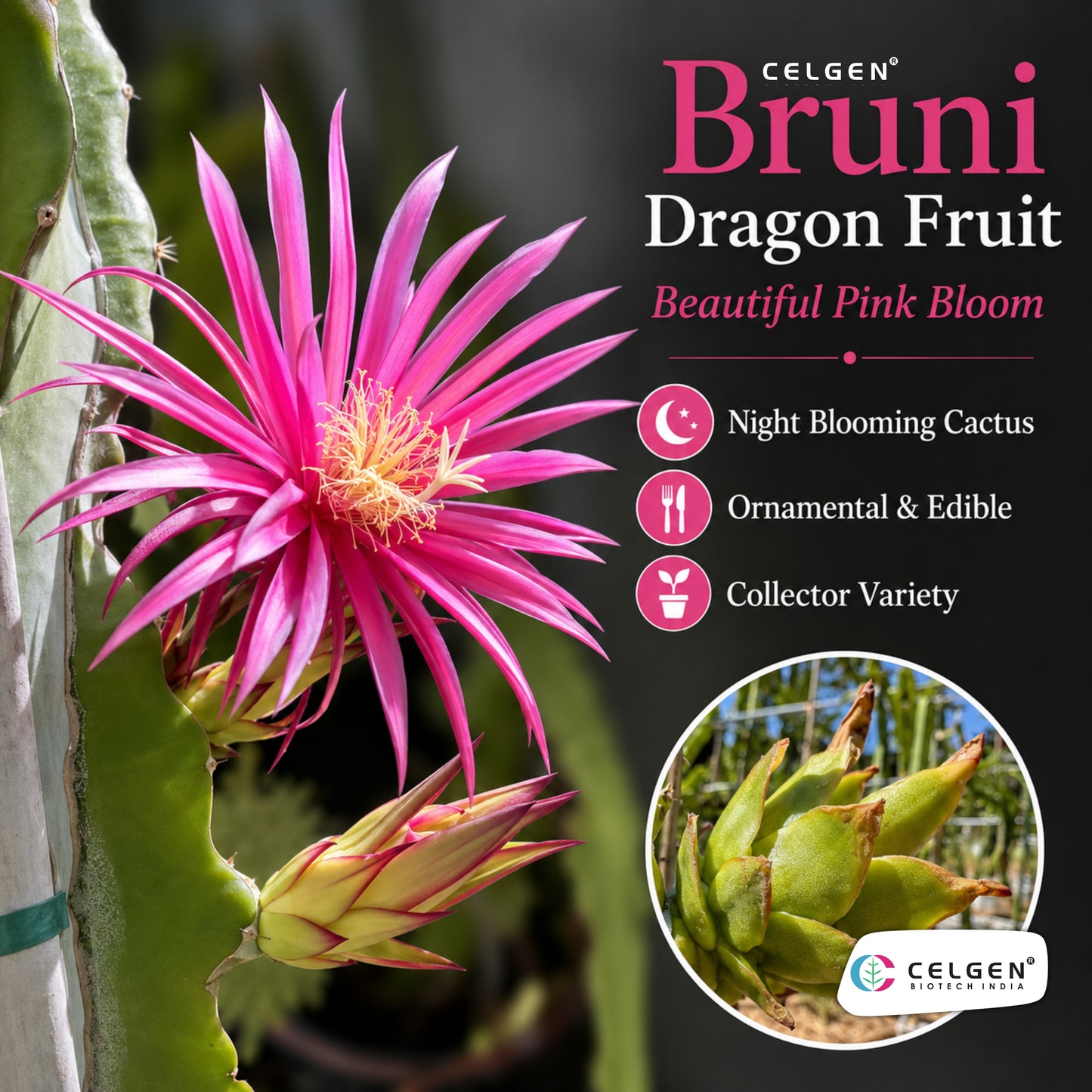 Bruni Dragon Fruit Plant | CELGEN