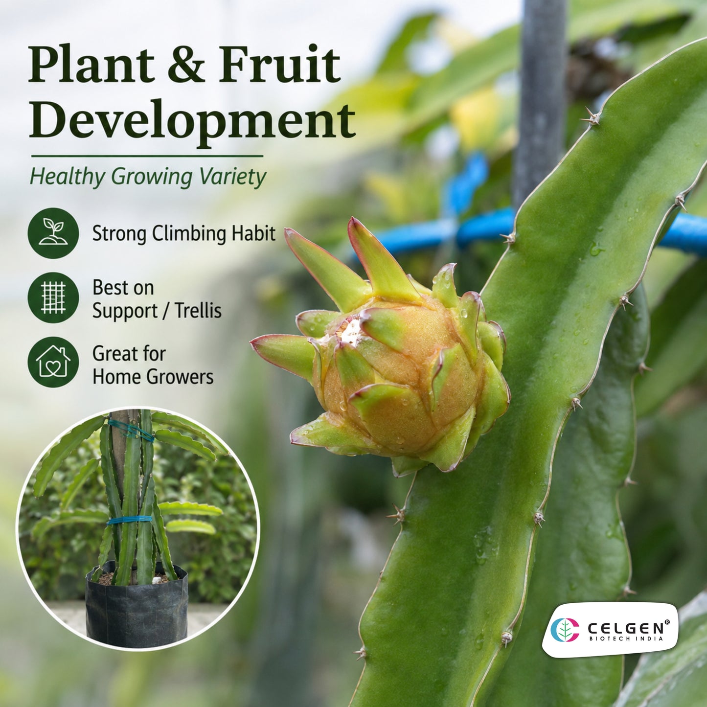 Bruni Dragon Fruit Plant | CELGEN