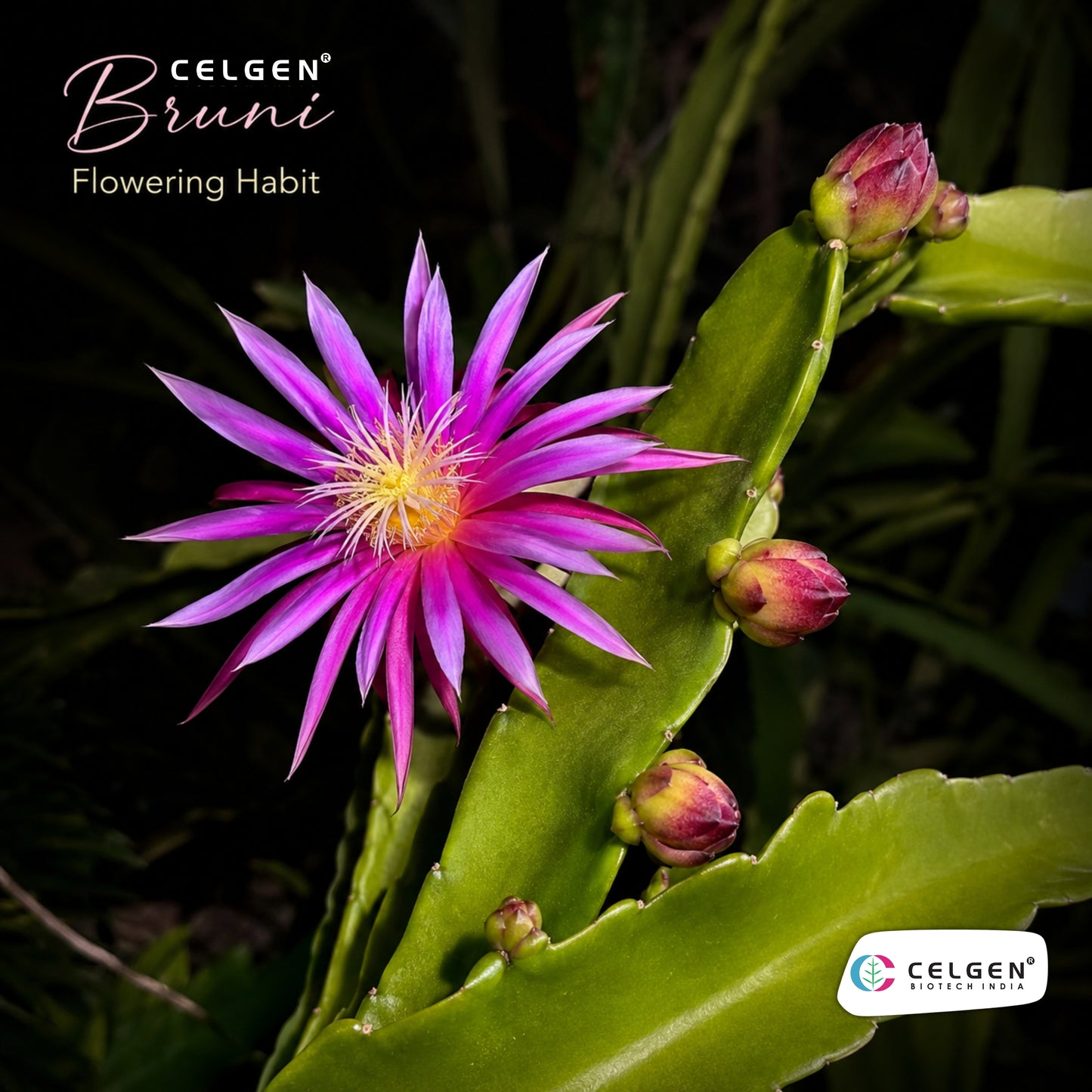Bruni Dragon Fruit Plant | CELGEN