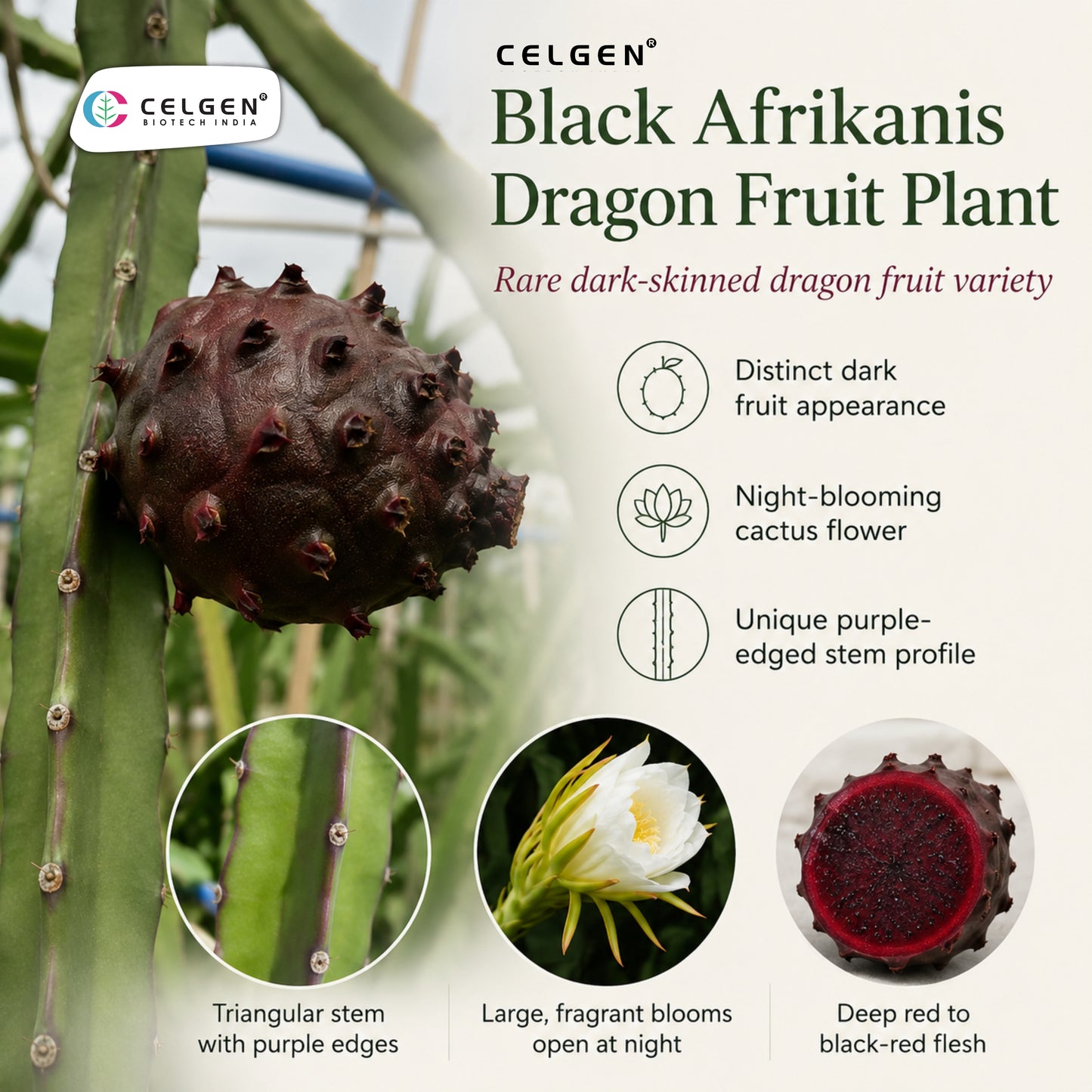 Celgen® Black Afrikanis Dragon Fruit Plant