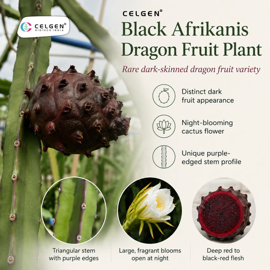 Celgen® Black Afrikanis Dragon Fruit Plant