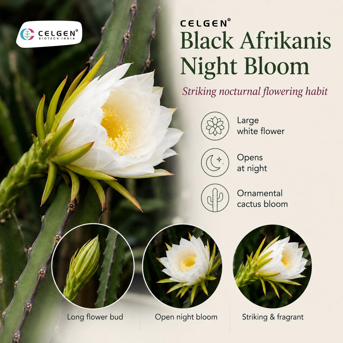 Celgen® Black Afrikanis Dragon Fruit Plant