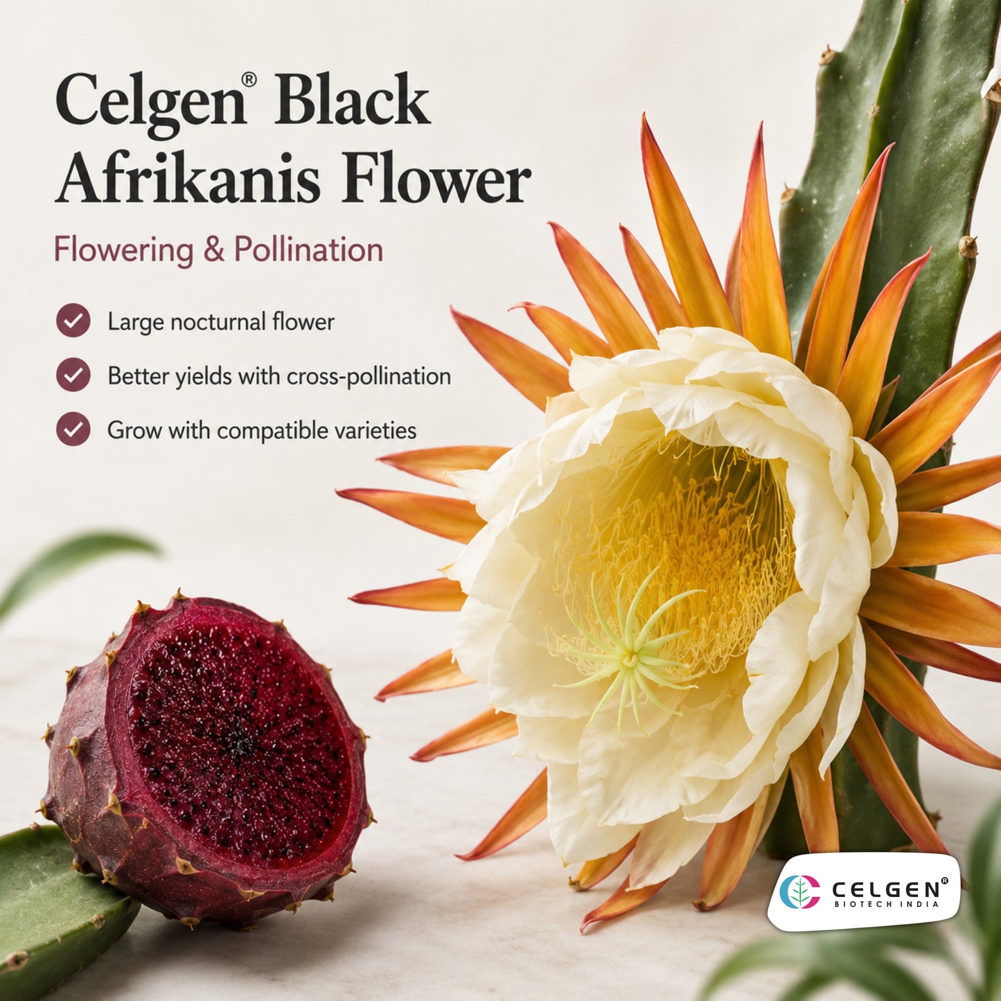 Celgen® Black Afrikanis Dragon Fruit Plant